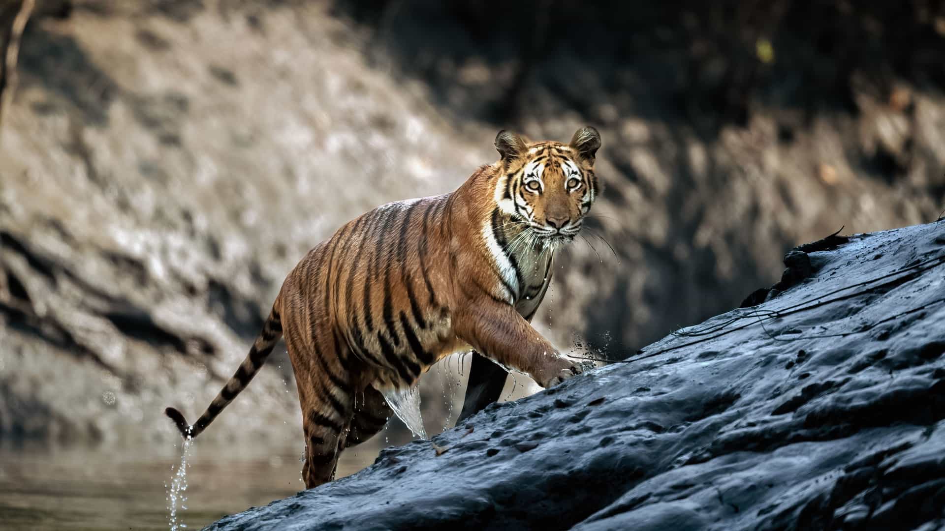 A Bengal Tiger with black stripes and orange-brown fur is carefully climbing out of a river or mud bank onto a wet, dark rock in Chitwan National Park, Nepal, looking directly at the viewer.