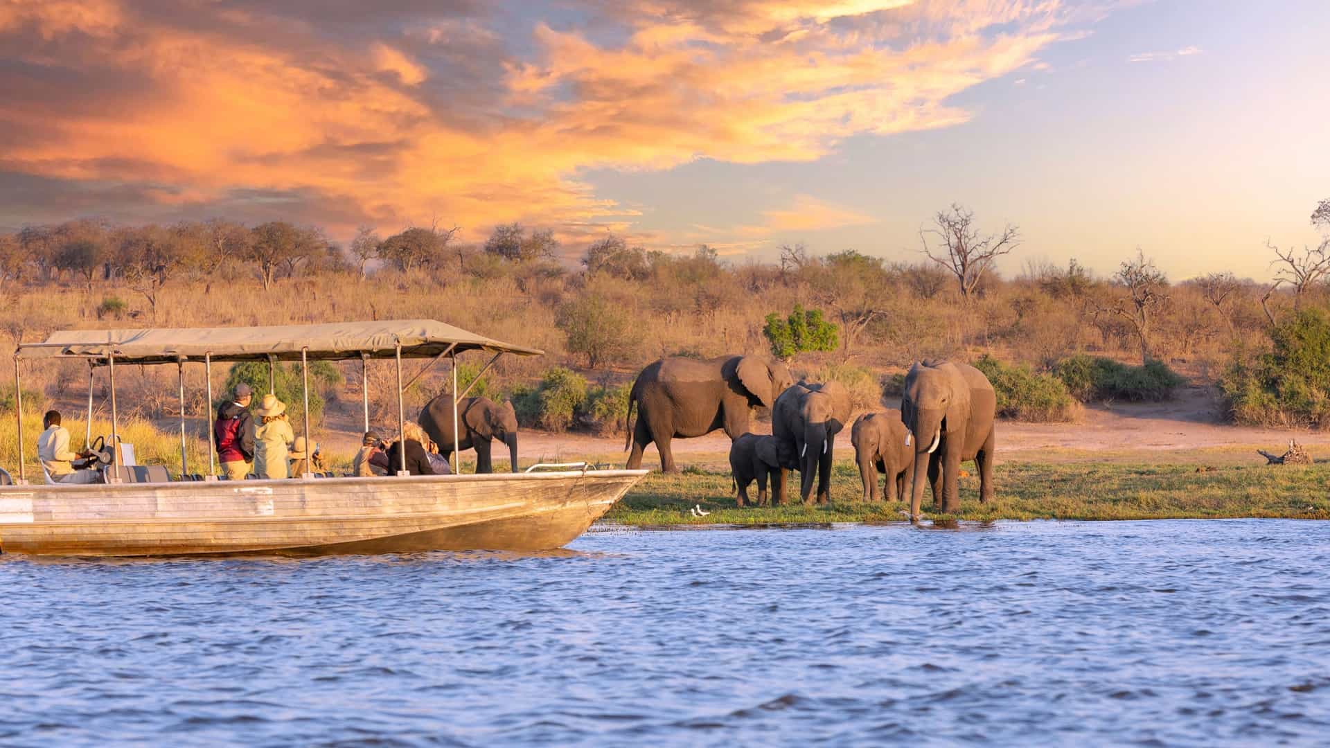 A small safari boat with tourists watching a family of elephants drinking by the shore of the Chobe River under a vibrant, cloudy sunset.