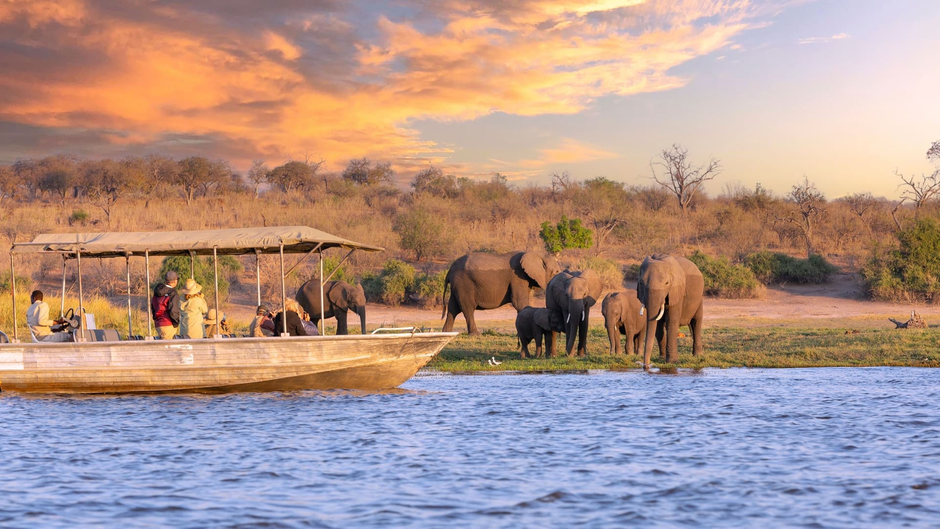 A small safari boat with tourists watching a family of elephants drinking by the shore of the Chobe River under a vibrant, cloudy sunset.