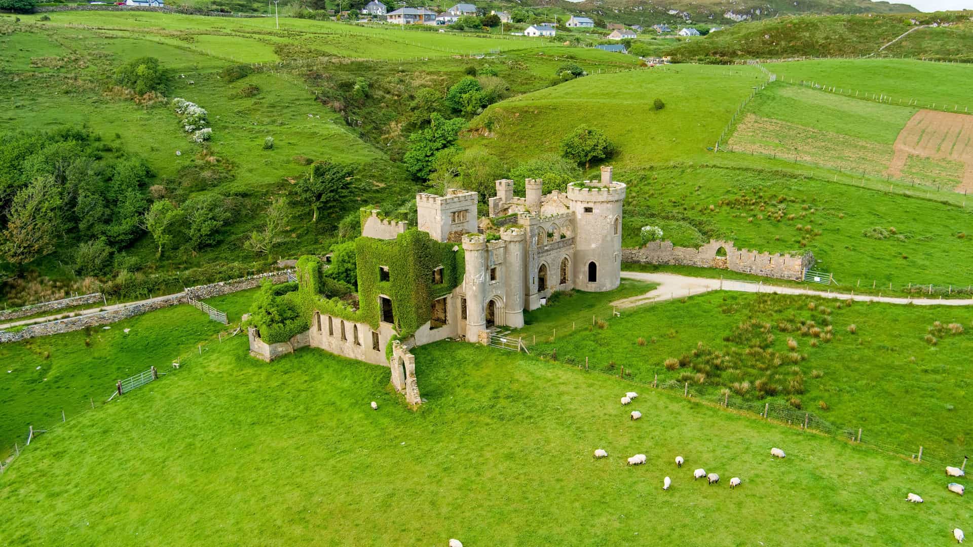 An aerial view of the historic and overgrown Clifden Castle ruins, with sheep grazing in the vibrant green fields surrounding it on the scenic Connemara countryside in County Galway, Ireland.