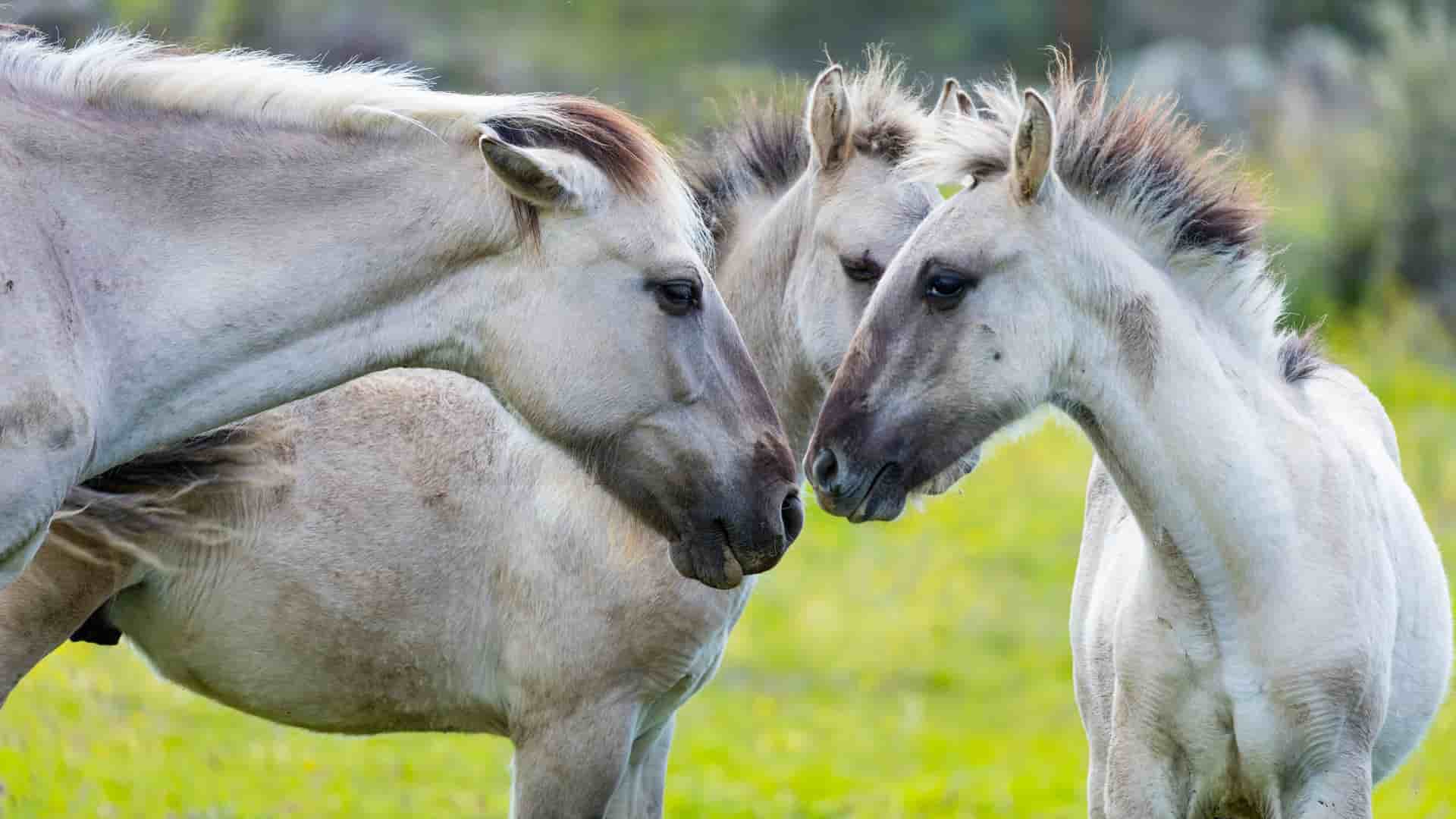 A close-up shot of a small herd of three wild Sorraia horses with light tan coats and dark manes, standing together in a lush green pasture in the Côa Valley of Portugal.