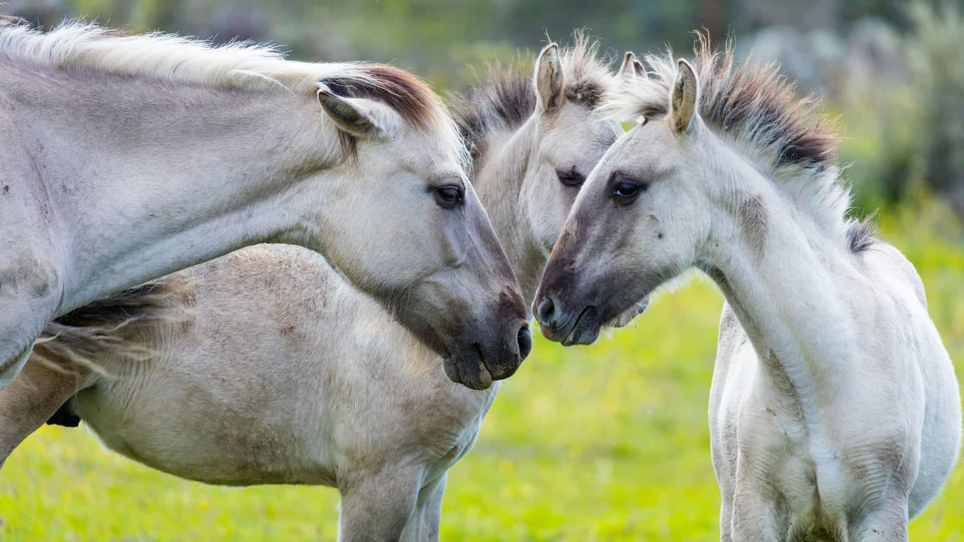 A close-up shot of a small herd of three wild Sorraia horses with light tan coats and dark manes, standing together in a lush green pasture in the Côa Valley of Portugal.