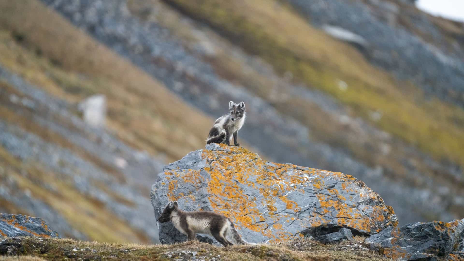 A pair of Arctic foxes with brown and white fur are on large, lichen-covered rocks in front of a rocky, sloping hill on Coats Island.