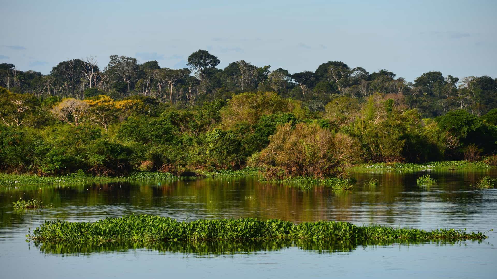 A scenic shot of the Coca River, with floating green vegetation and a lush green jungle landscape in the background.