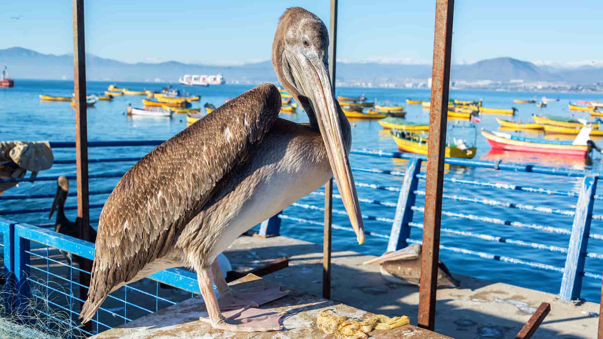 A pelican standing on a wooden pier in Coquimbo, Chile, with numerous yellow fishing boats floating in the background and mountains visible across the bay.