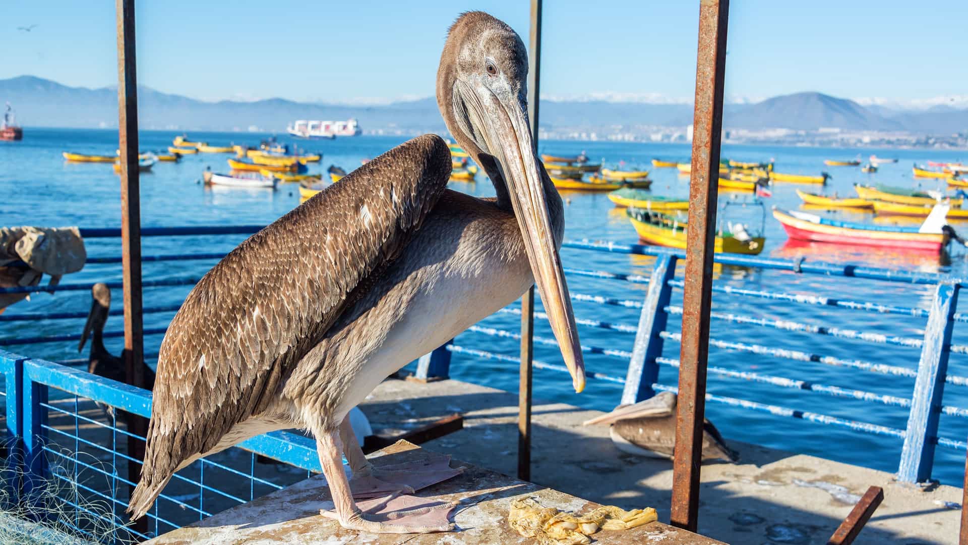 A pelican standing on a wooden pier in Coquimbo, Chile, with numerous yellow fishing boats floating in the background and mountains visible across the bay.