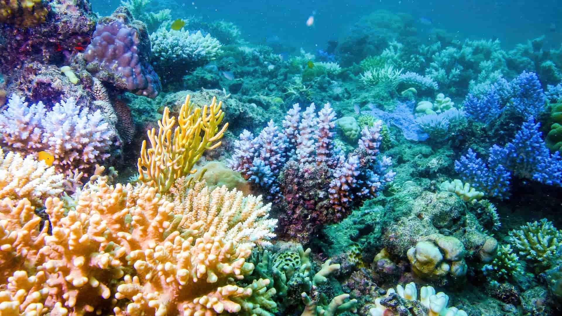 An underwater view of a vibrant and diverse coral reef in the Coral Sea, showcasing various species of colorful coral in shades of orange, yellow, and blue.