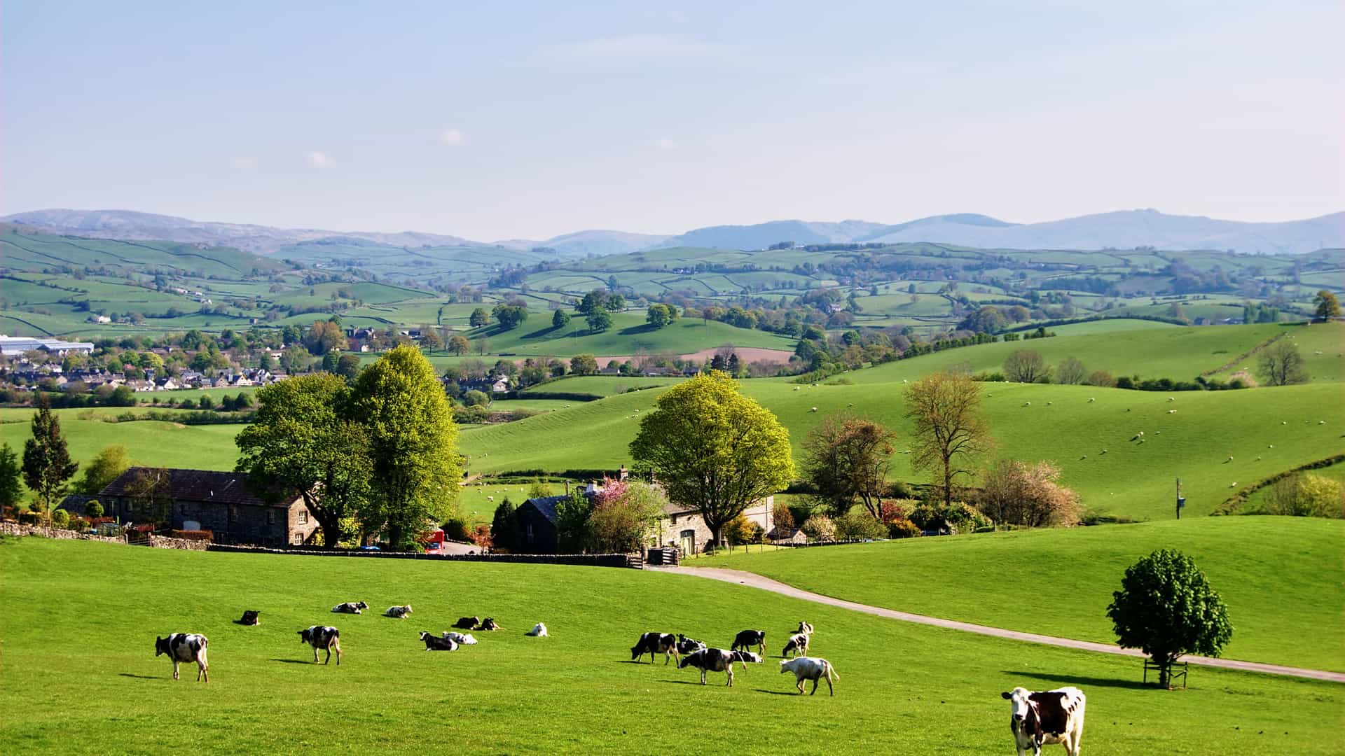 "A beautiful rural landscape of rolling green hills and pastures with a small group of black and white cows grazing in the foreground, with distant houses and hills under a clear blue sky in Cowes, England. "