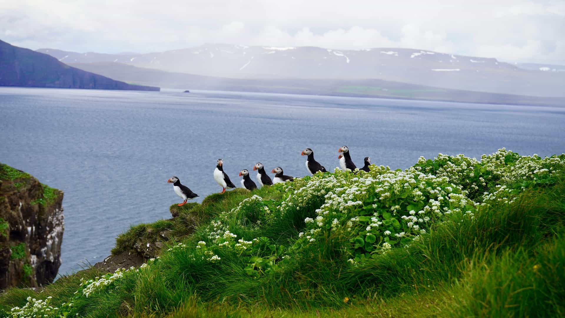A group of puffins standing on a grassy, flower-covered cliff overlooking the vast ocean and mountains of Drangey Island, Iceland.