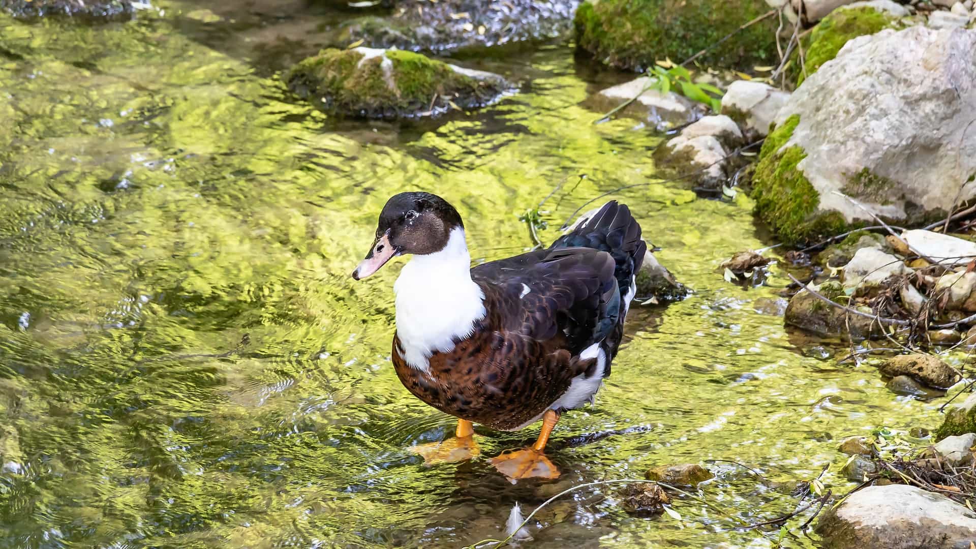 Duclair duck (or Rouen Clair) standing in a shallow, rocky stream with bright green reflections in Normandy, France.
