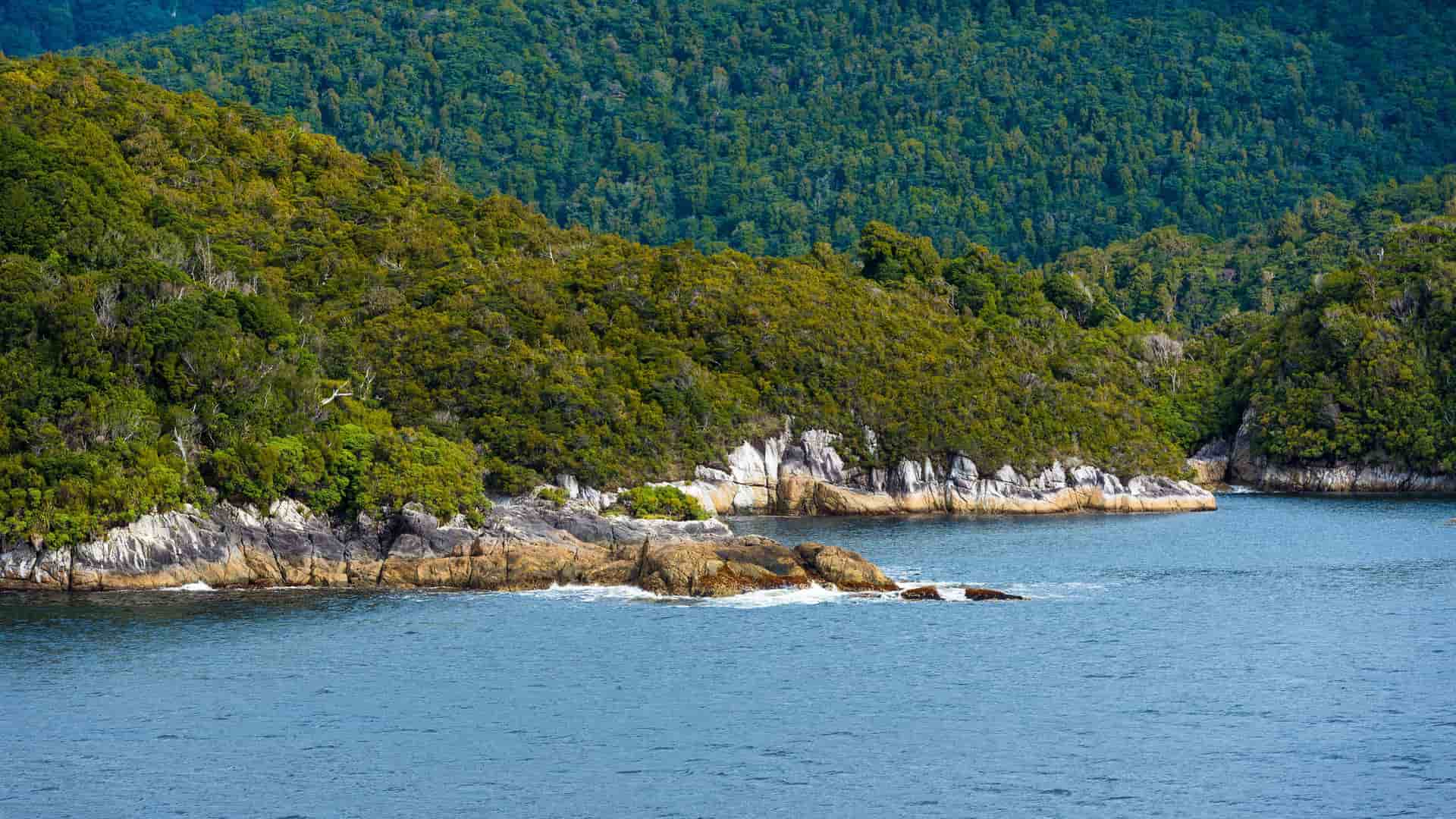 A dramatic view of Dusky Sound in New Zealand's Fiordland National Park, with dense green forest covering a rugged coastline that meets the deep blue water.