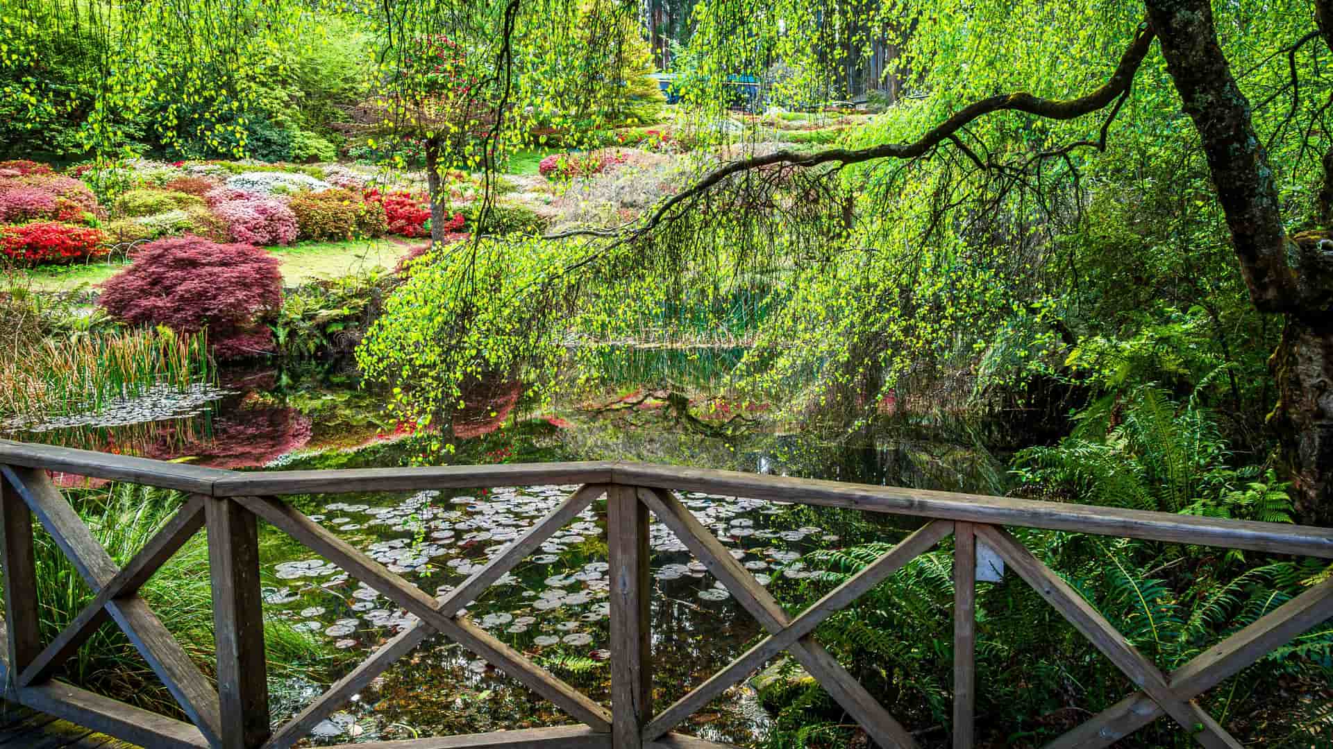"A beautiful and lush garden with a small pond filled with lily pads, a wooden bridge in the foreground, and colorful rhododendron bushes and green trees on the Dymond Islands in Canada. "
