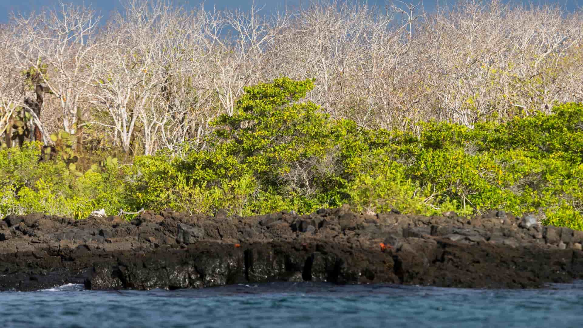 Dry, volcanic shoreline of Eden Islet, Galápagos Islands, Ecuador. Red rock crabs crawl on the black lava rock below the coastal shrubs.