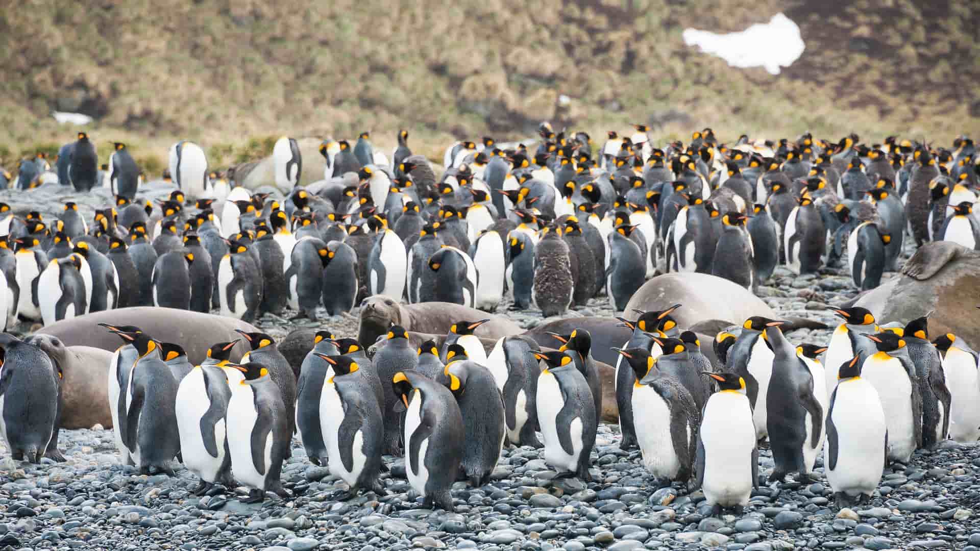 A large colony of King Penguins and elephant seals huddled together on a rocky beach on Elephant Island, Antarctica, with a rugged, snow-dusted shoreline in the background.