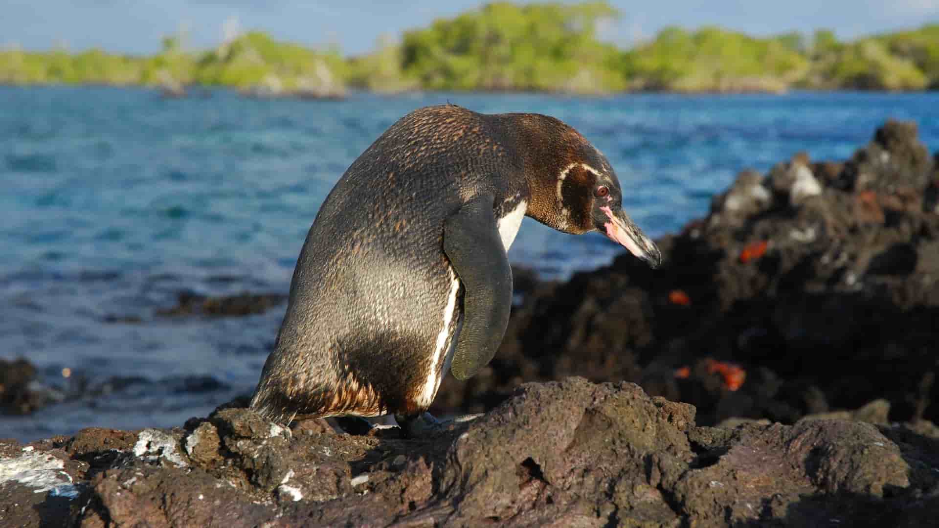 A Galápagos penguin stands on a rugged, volcanic rock at Elizabeth Bay, with its head turned to the side, and the blue ocean and a lush green island in the background.