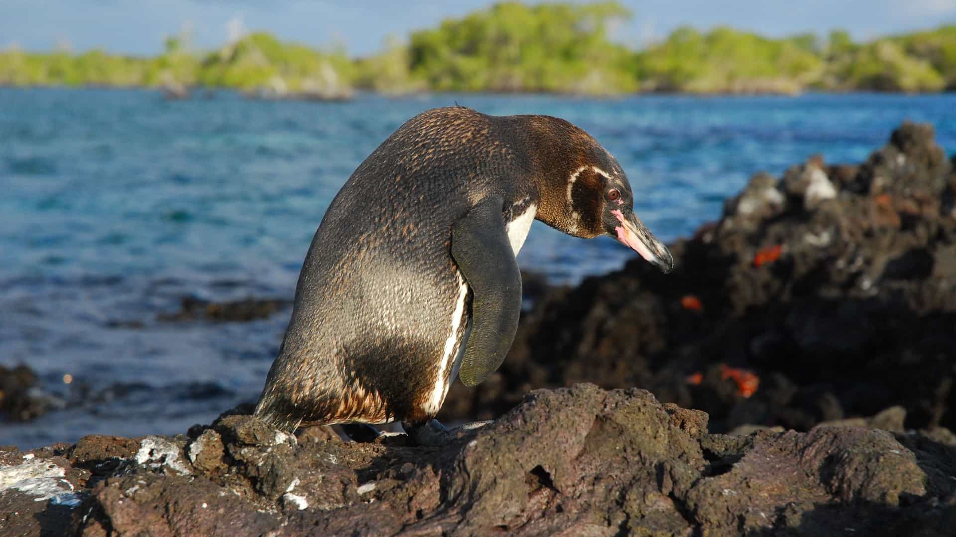 A Galápagos penguin stands on a rugged, volcanic rock at Elizabeth Bay, with its head turned to the side, and the blue ocean and a lush green island in the background.