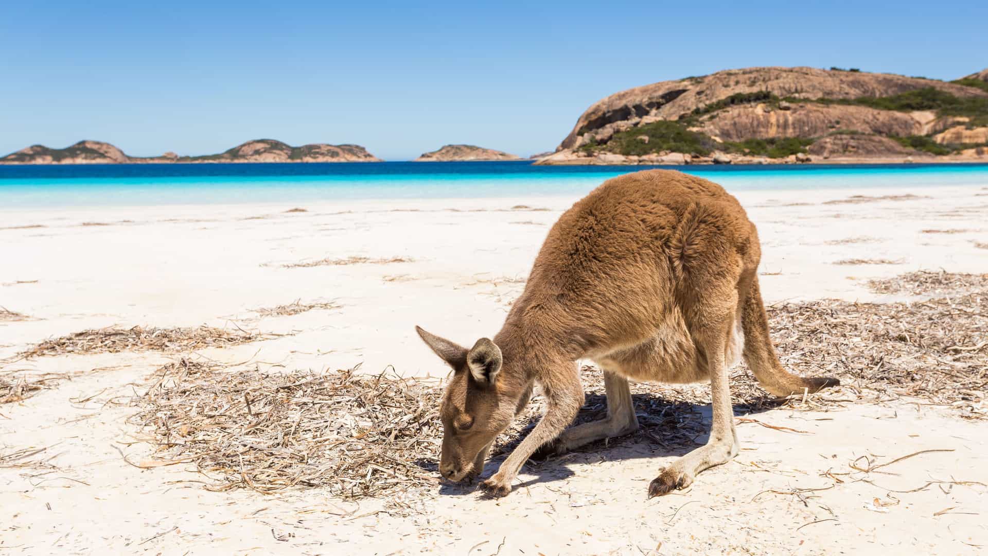 A western grey kangaroo forages for food on the bright white sand of Lucky Bay in Cape Le Grand National Park, near Esperance, Western Australia.