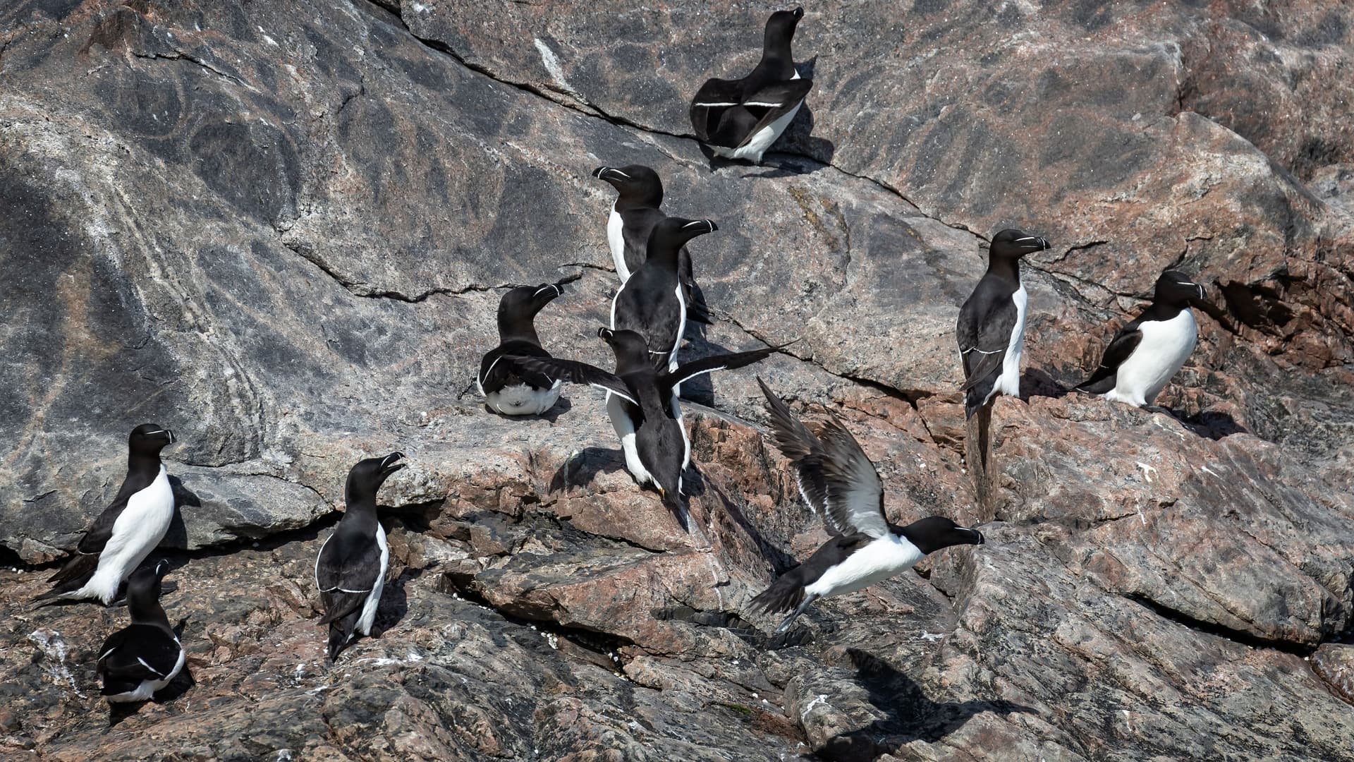 A colony of black and white Brunnich's guillemots are perched on a steep, rocky cliff face in Evighedsfjord, Greenland, with one bird captured in mid-flight.