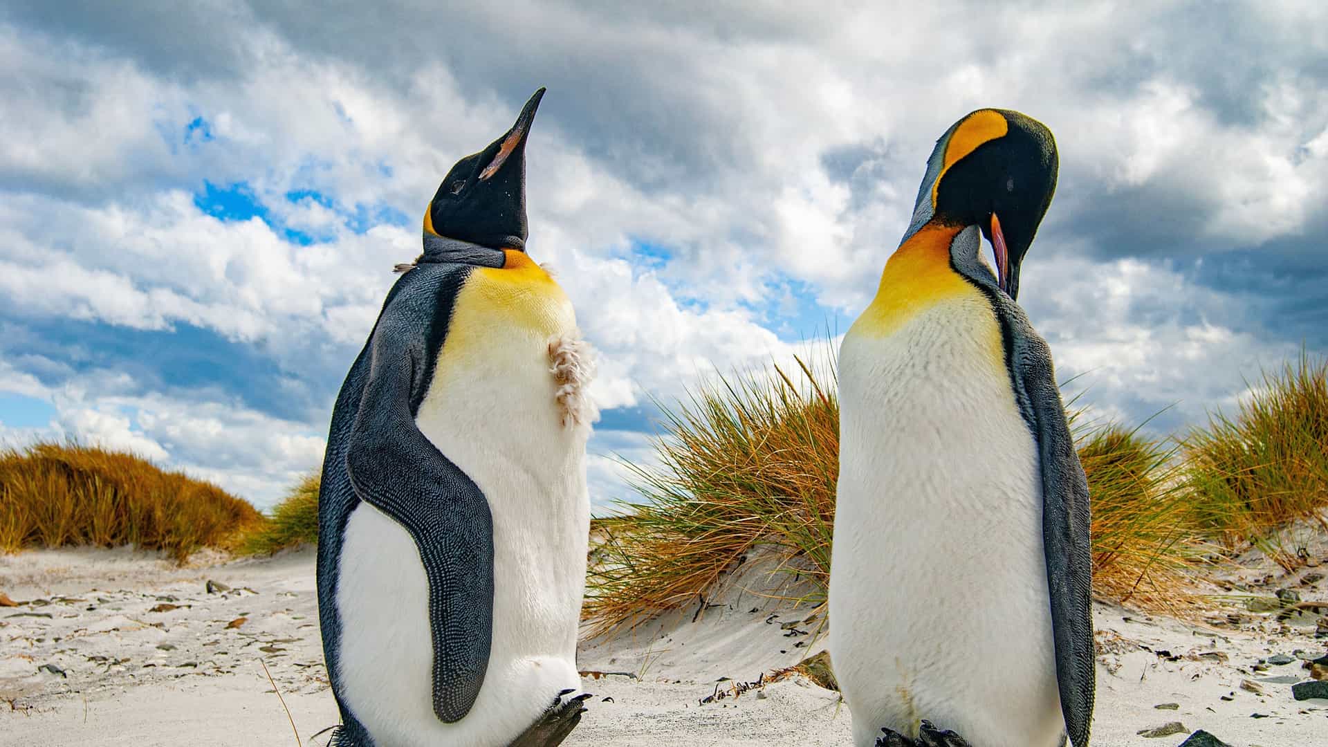 A captivating eye-level shot of two adult king penguins on a sandy beach in the Falkland Islands, one standing tall and the other preening itself, with tussock grass and a dramatic sky in the background.