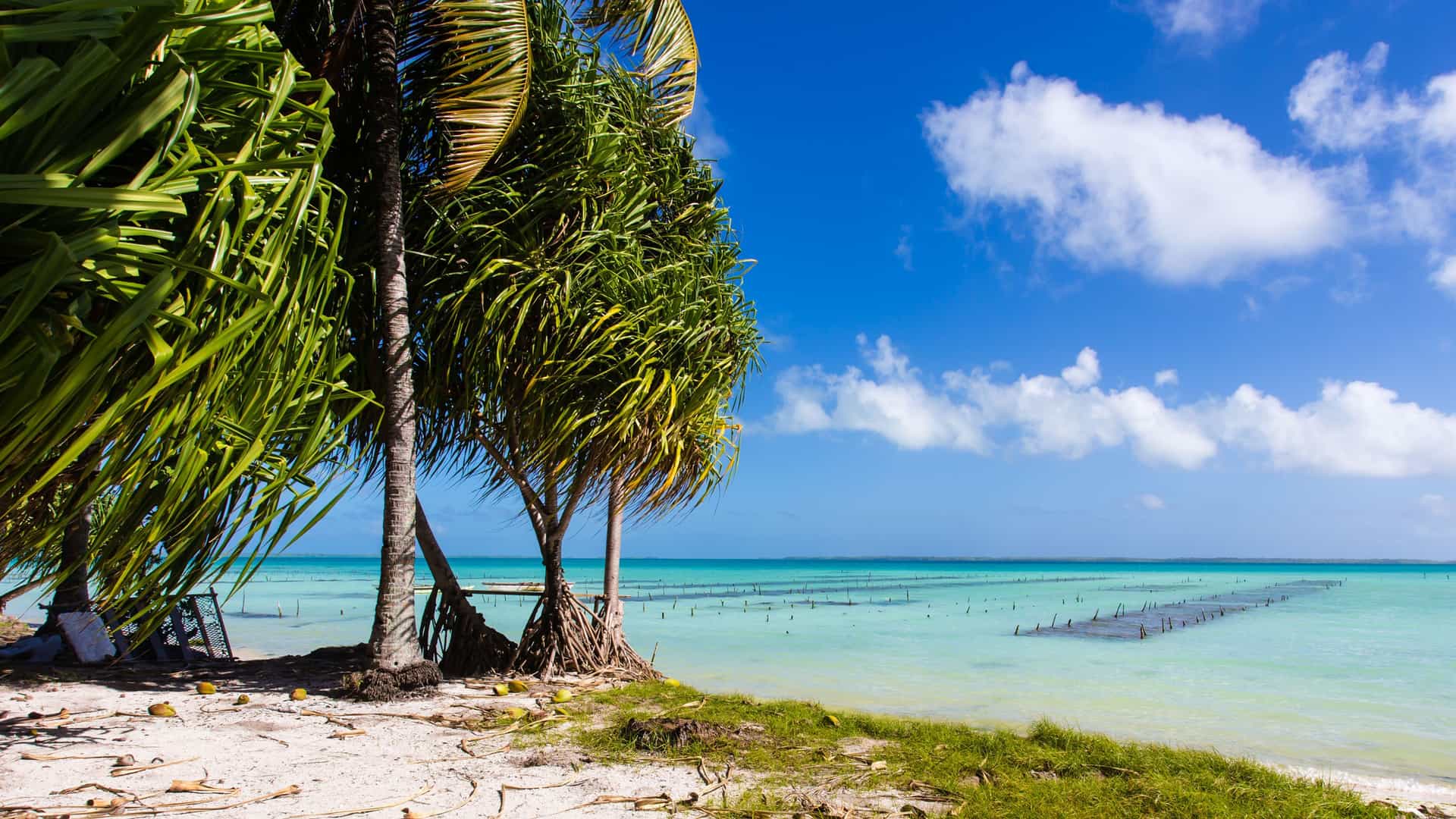 A scenic view of the pristine Fanning Island lagoon, with palm trees and green vegetation on a white sandy beach, and lines of fishing traps visible in the shallow turquoise water.