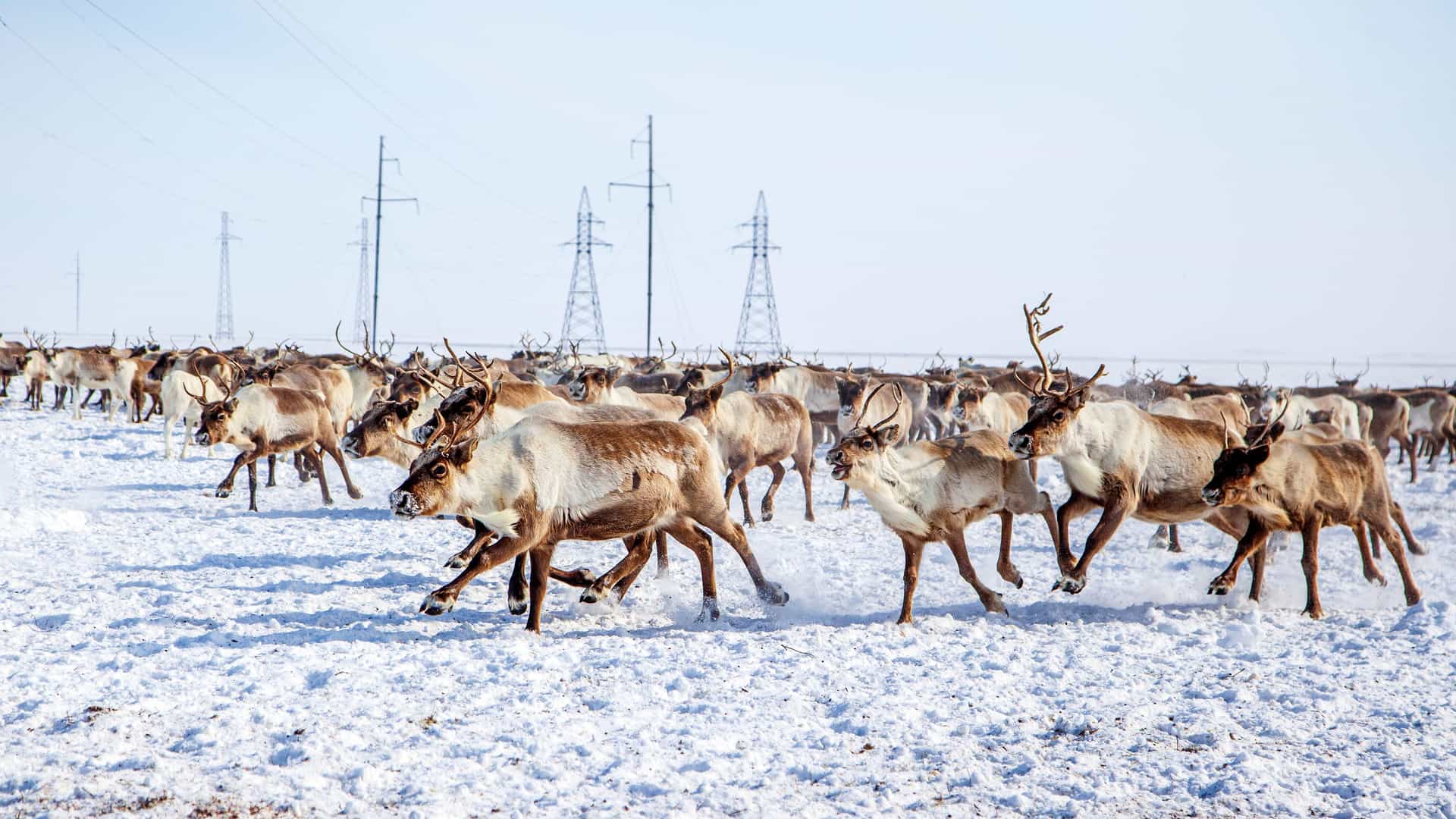 A large herd of domesticated reindeer, their coats varying from brown to white, is shown running across a vast snow-covered landscape with electricity pylons in the distance, a scene from the remote Far North.
