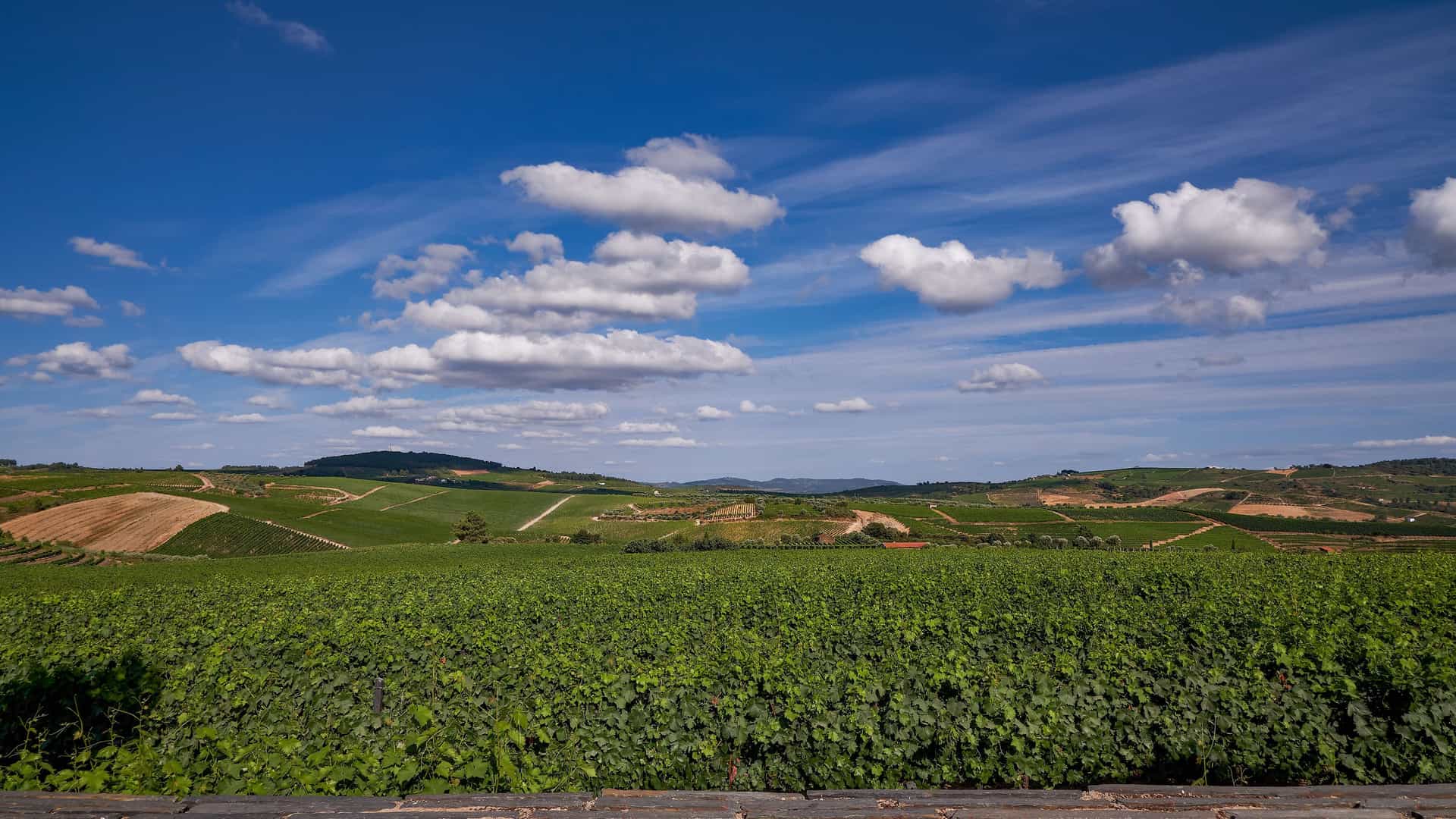 A panoramic landscape view of rolling hills covered in lush green vineyards and olive groves in Favaios, a wine-producing region of Portugal, under a beautiful blue sky with white clouds.