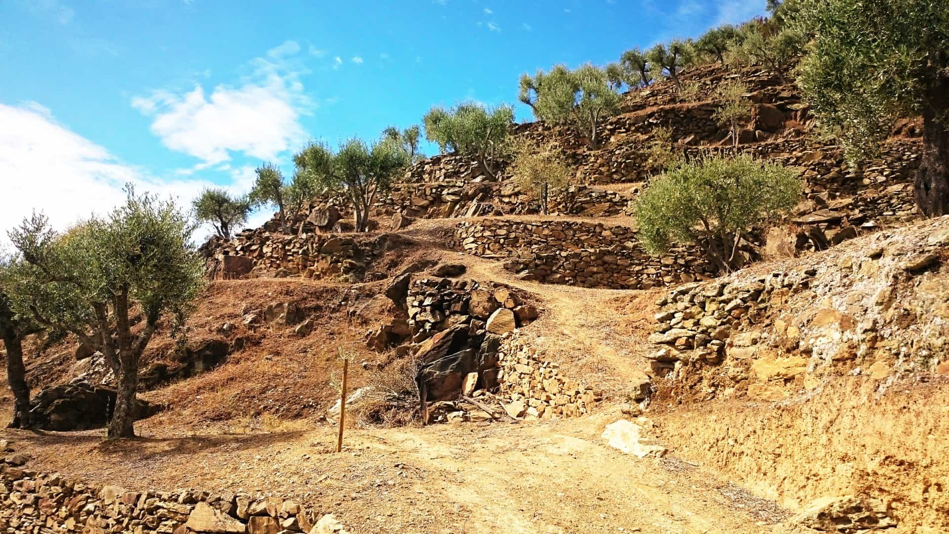 Dry, terraced hillside in Folgosinho, Portugal, featuring olive trees and traditional stone walls creating a rugged agricultural landscape.