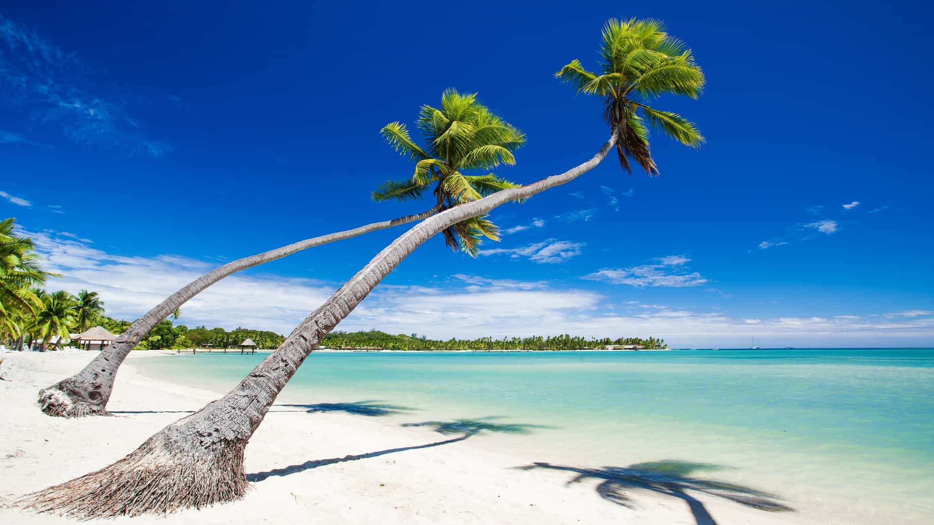 A scenic view of Fulanga, Fiji, featuring two gracefully leaning palm trees on a pristine white-sand beach with a clear turquoise lagoon and a bright blue sky.