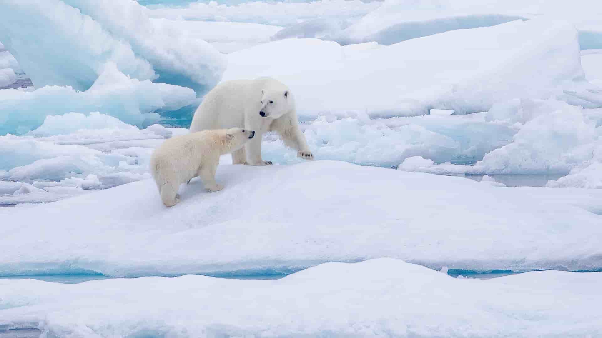 "A stunning view of two polar bears, a mother and her cub, standing on a large piece of ice in the Fury and Hecla Strait, Nunavut, surrounded by a frozen landscape. "