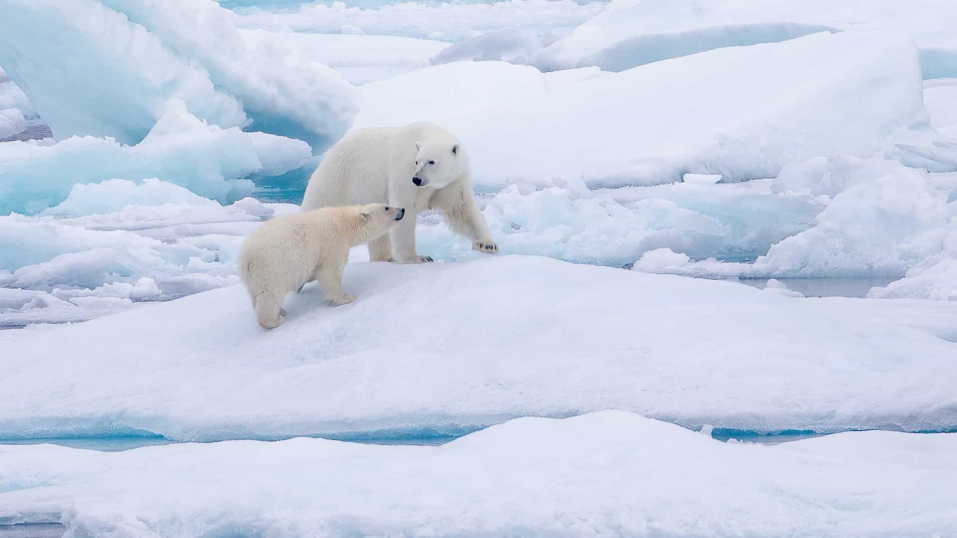 "A stunning view of two polar bears, a mother and her cub, standing on a large piece of ice in the Fury and Hecla Strait, Nunavut, surrounded by a frozen landscape. "
