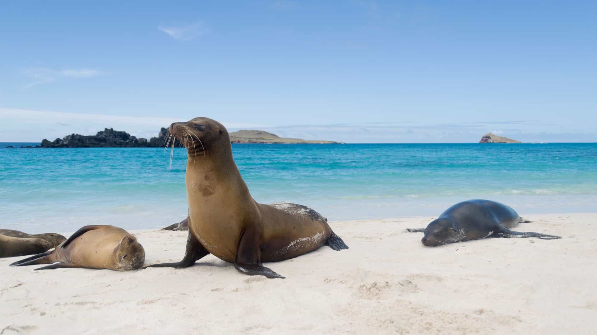 A scenic beach shot on the Galapagos Islands with a group of sea lions resting on the white sand, with one standing up and facing the camera, and the turquoise ocean in the background.