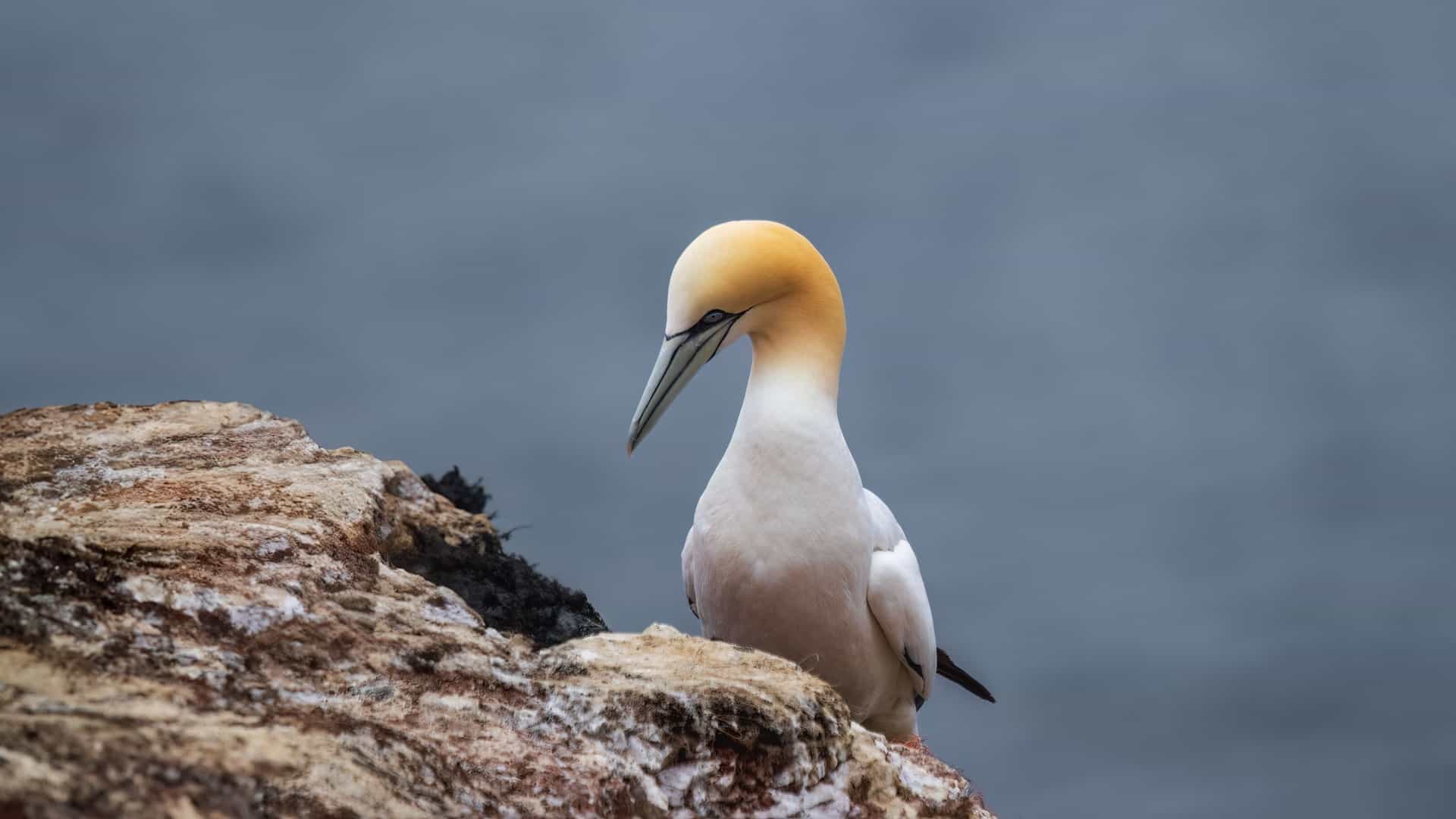 A Northern Gannet with a white body and golden head sits on a rock on Gannett Island, Newfoundland and Labrador.