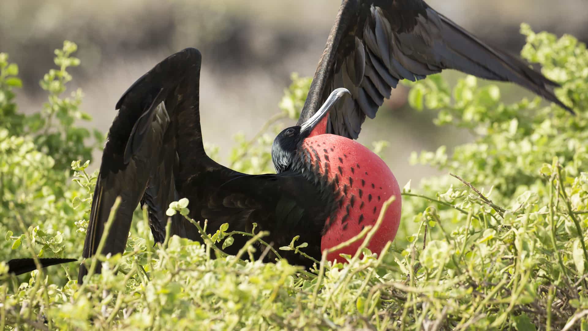 "A close-up of a great frigatebird with a bright red, inflated throat pouch, displaying its wings as it rests among the green foliage on Genovesa (Tower) Island in Ecuador. "
