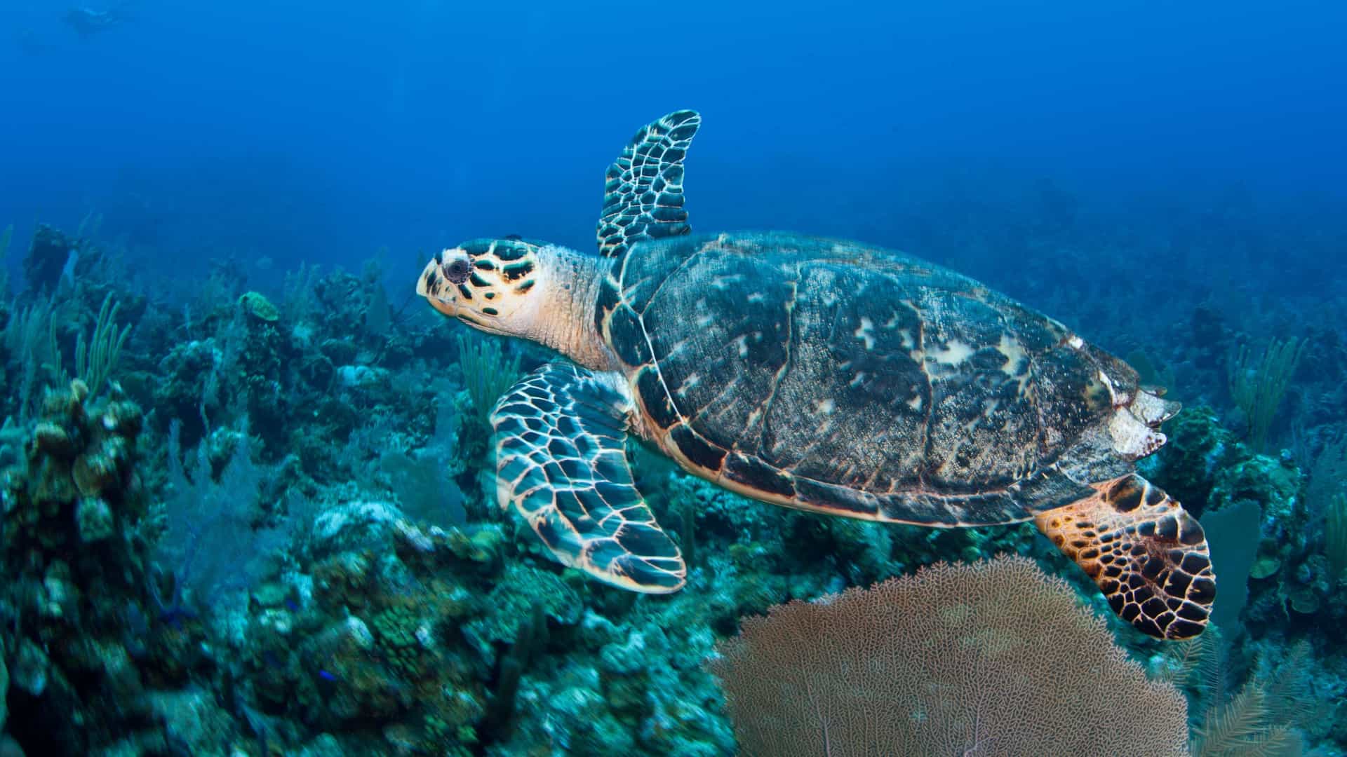 A stunning underwater shot of a hawksbill sea turtle swimming gracefully above a vibrant coral reef in the crystal-clear waters of Grand Cayman.
