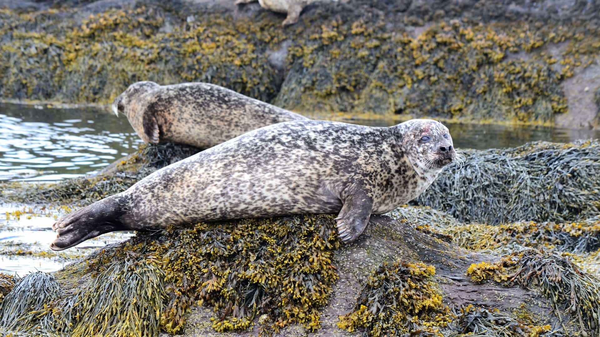 A close-up shot of two harbor seals resting on a rock covered in moss and seaweed, with another seal in the background.