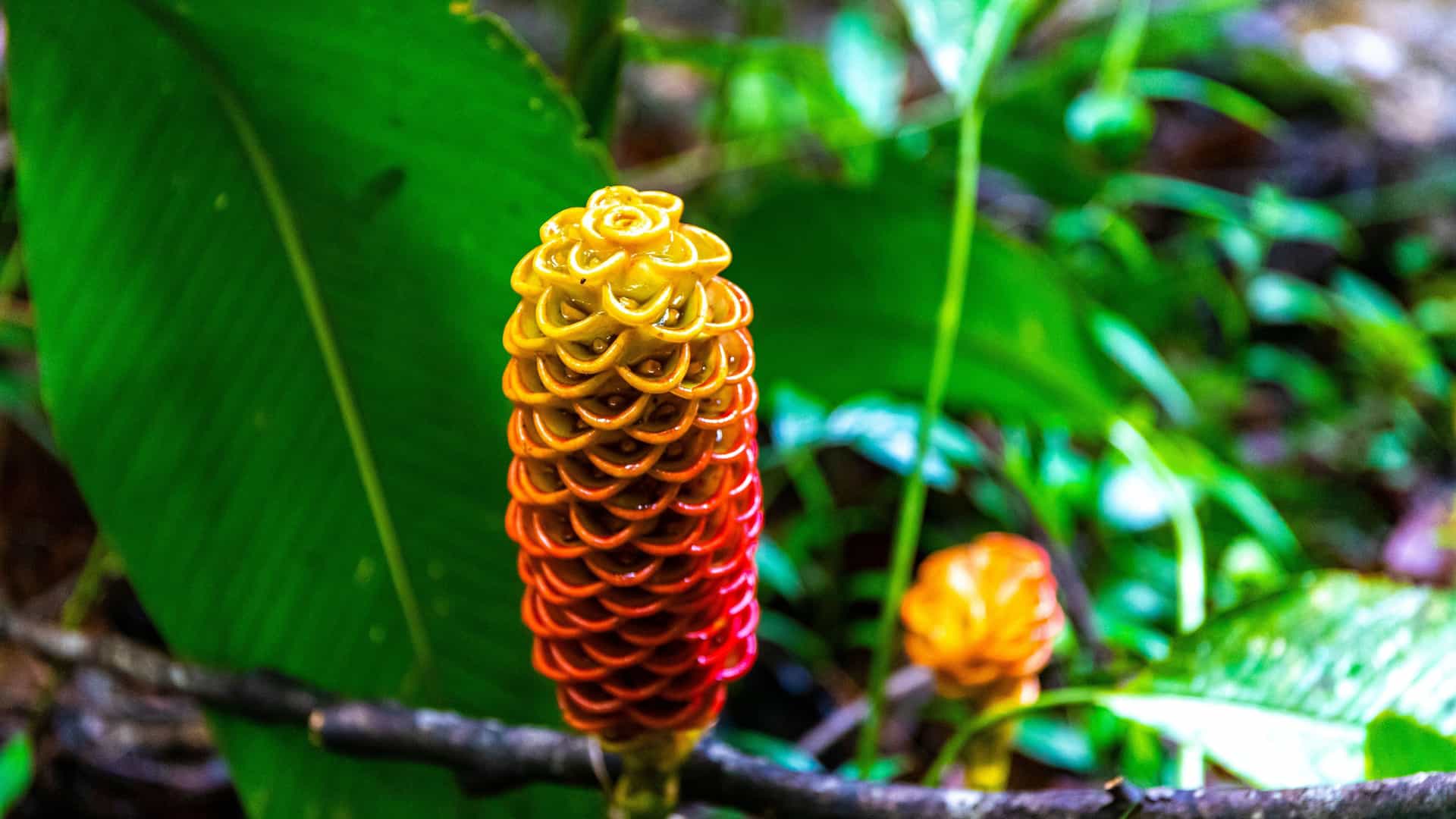 A close-up of a vibrant, tropical ginger plant with red and yellow honeycomb-shaped flowers, surrounded by lush green foliage in Golfito, Costa Rica.
