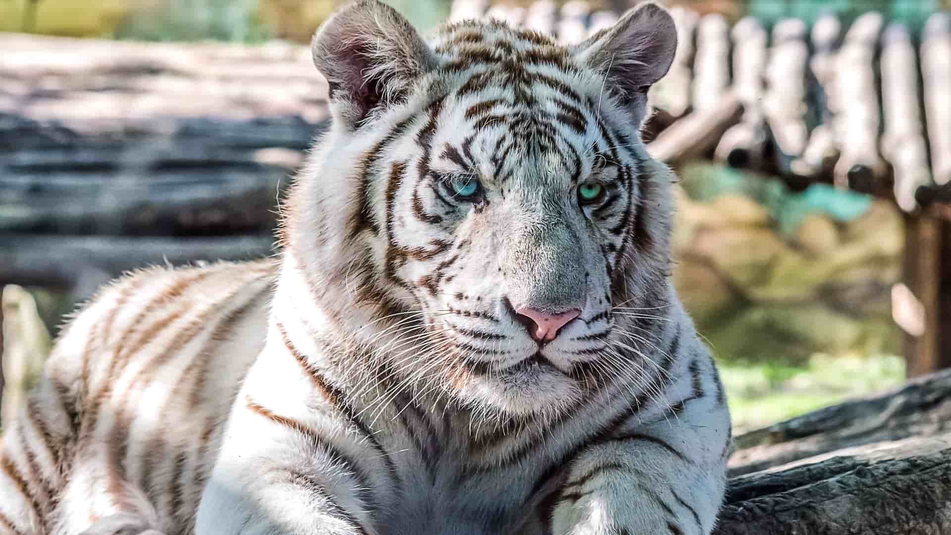 A close-up scene in Gonyu featuring a resting white tiger with pale fur and dark stripes, lying on a wooden surface, its blue and green eyes standing out against a backdrop of blurred logs and greenery.