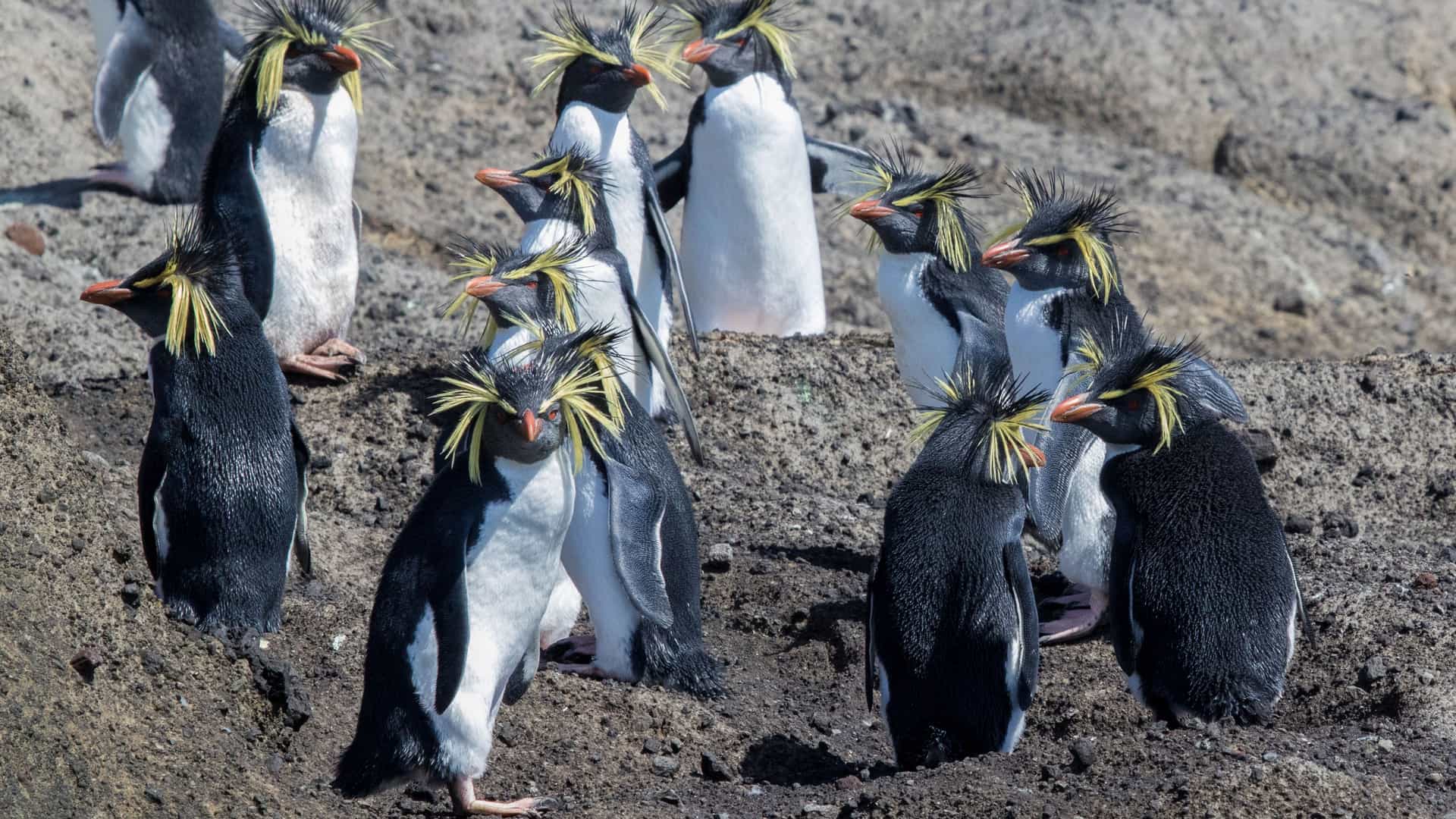 A colony of Rockhopper penguins standing on a rocky beach, showcasing their distinctive yellow crests, white bellies, and black bodies.