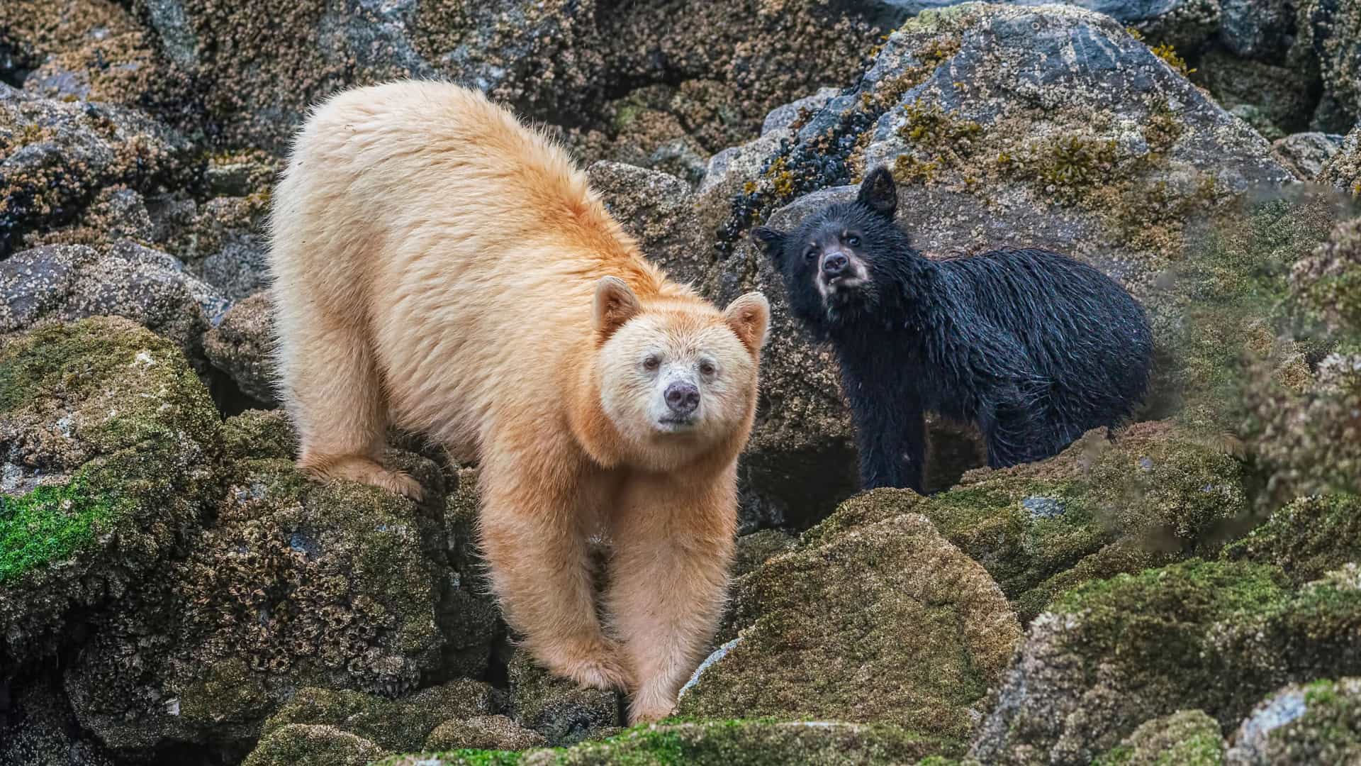 A rare spirit bear, a white-furred subspecies of the black bear, and a black bear cub standing on a moss-covered rocky shoreline in British Columbia's Great Bear Rainforest.