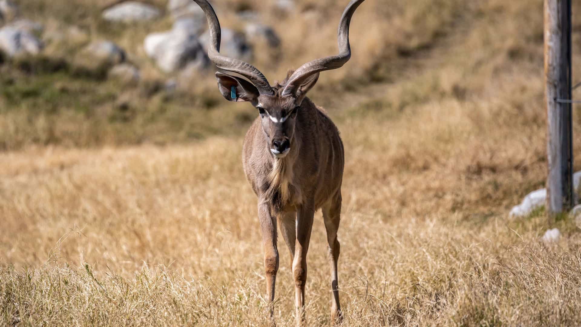 "A large male greater kudu, a type of African antelope, with a majestic spiral horn stands in a field of dry, brown grass at The Living Desert Zoo and Gardens in Greater Palm Springs. "
