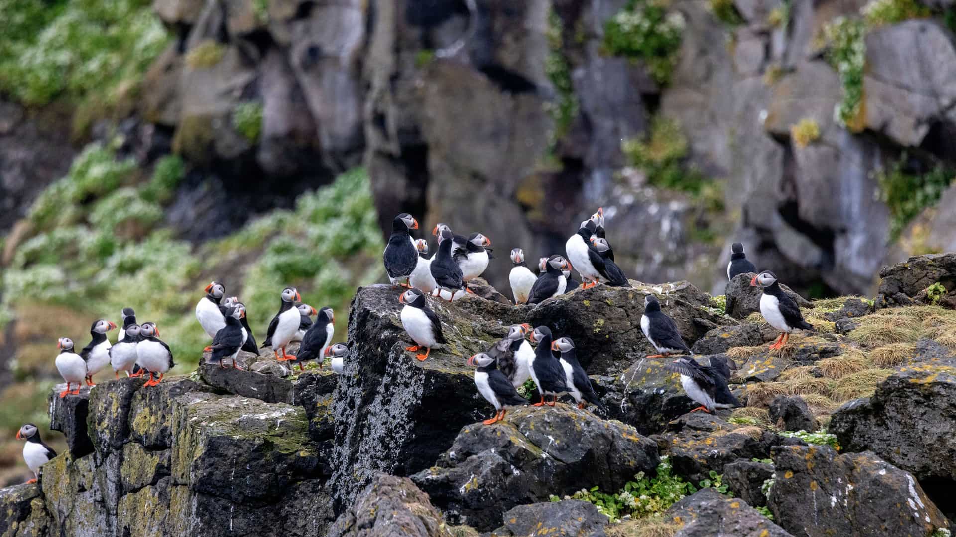 A large colony of Atlantic puffins, with their colorful beaks and feet, perched on the rocky cliffs and grassy terrain of Grimsey Island, Iceland.