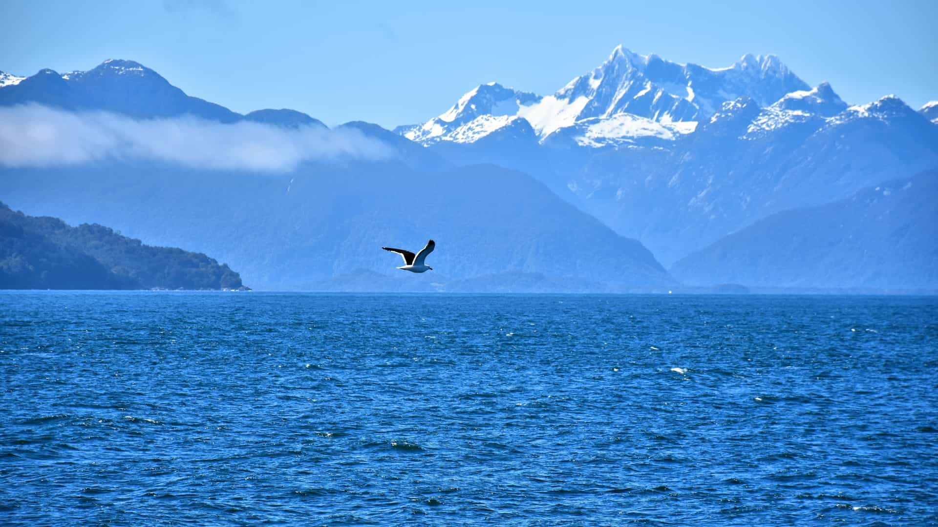 A lone seagull flies low over deep blue water with a backdrop of massive, snow-capped mountains and mist-covered hills.