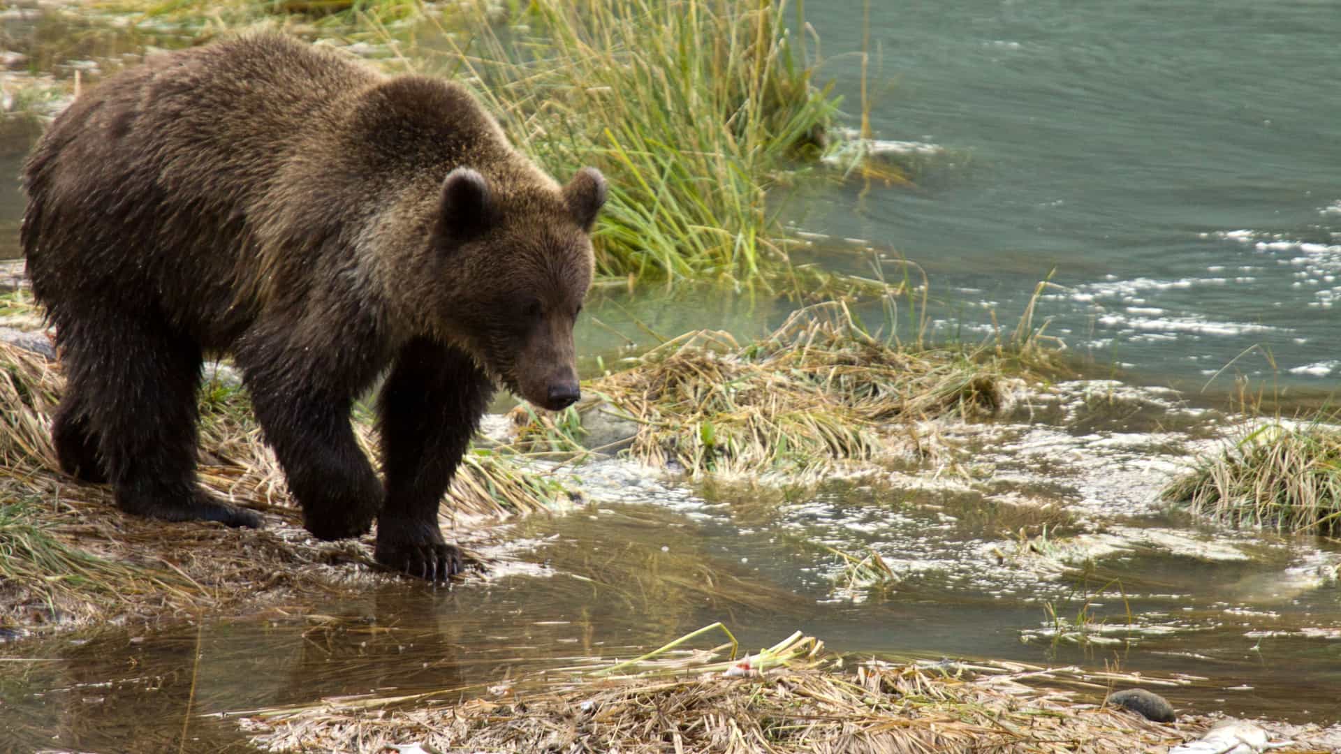 A grizzly bear stands at the edge of a shallow river in Haines, Alaska, with tall green grass and a rocky shoreline in the background.