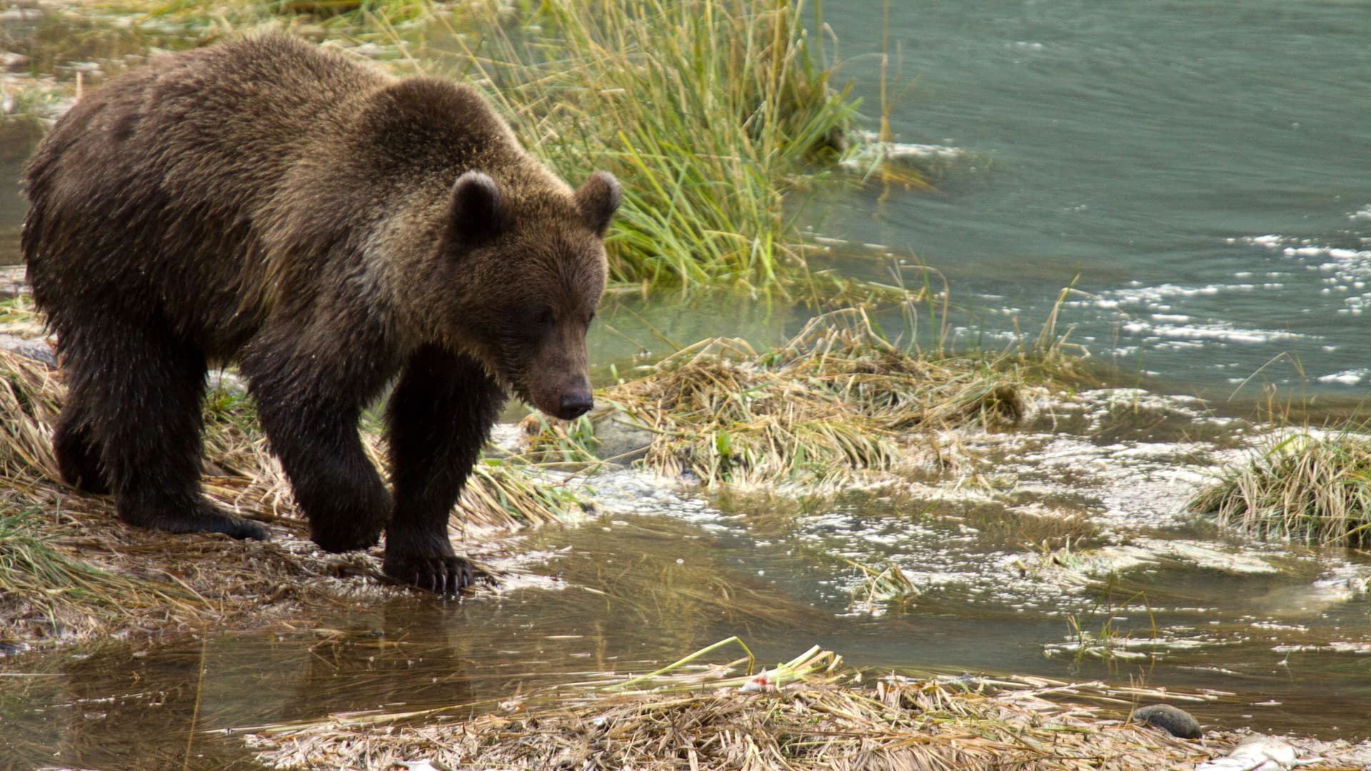 A grizzly bear stands at the edge of a shallow river in Haines, Alaska, with tall green grass and a rocky shoreline in the background.