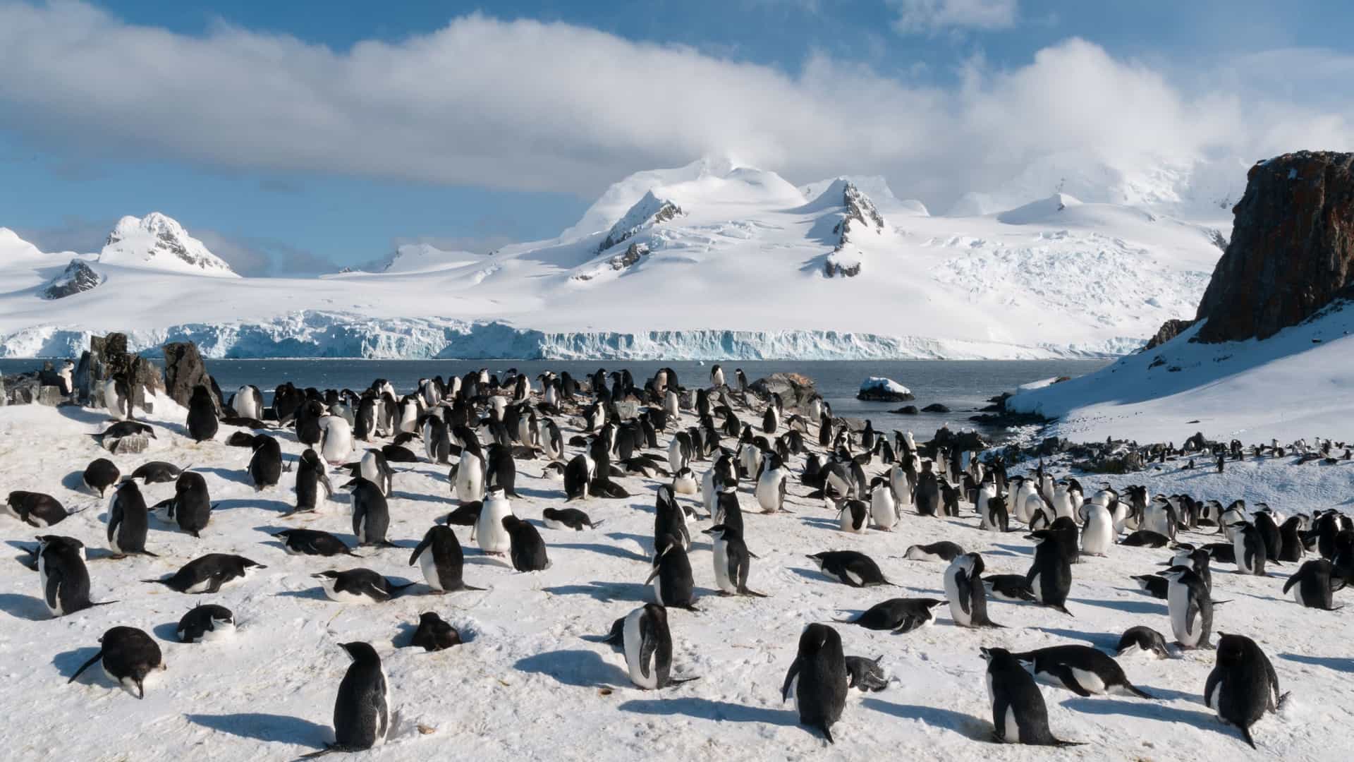 A massive colony of Chinstrap penguins on the snowy beach of Half Moon Island, Antarctica, with a stunning backdrop of snow-covered mountains and a calm blue sea.
