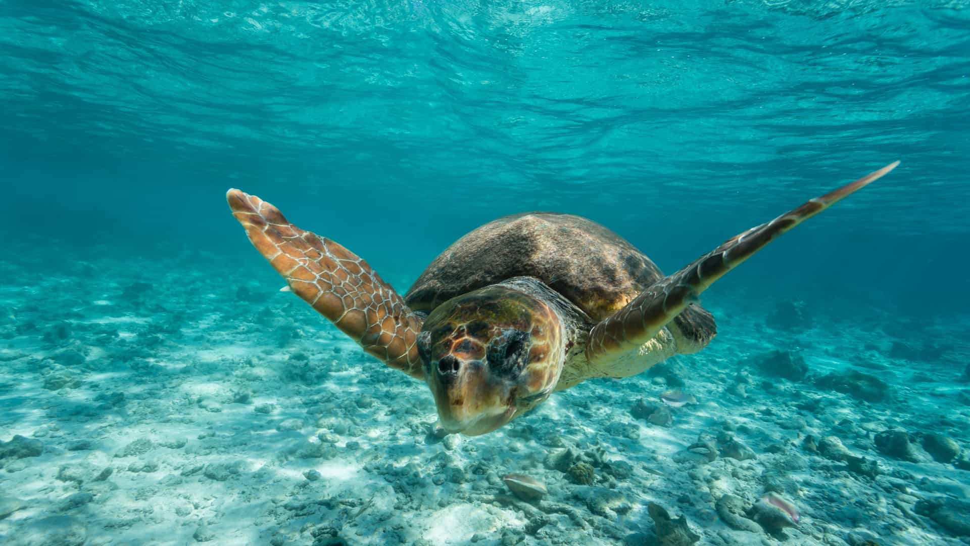 A beautiful sea turtle gracefully swimming over a sandy seabed, its flippers extended, in the clear turquoise waters off the coast of Harvest Caye, Belize.