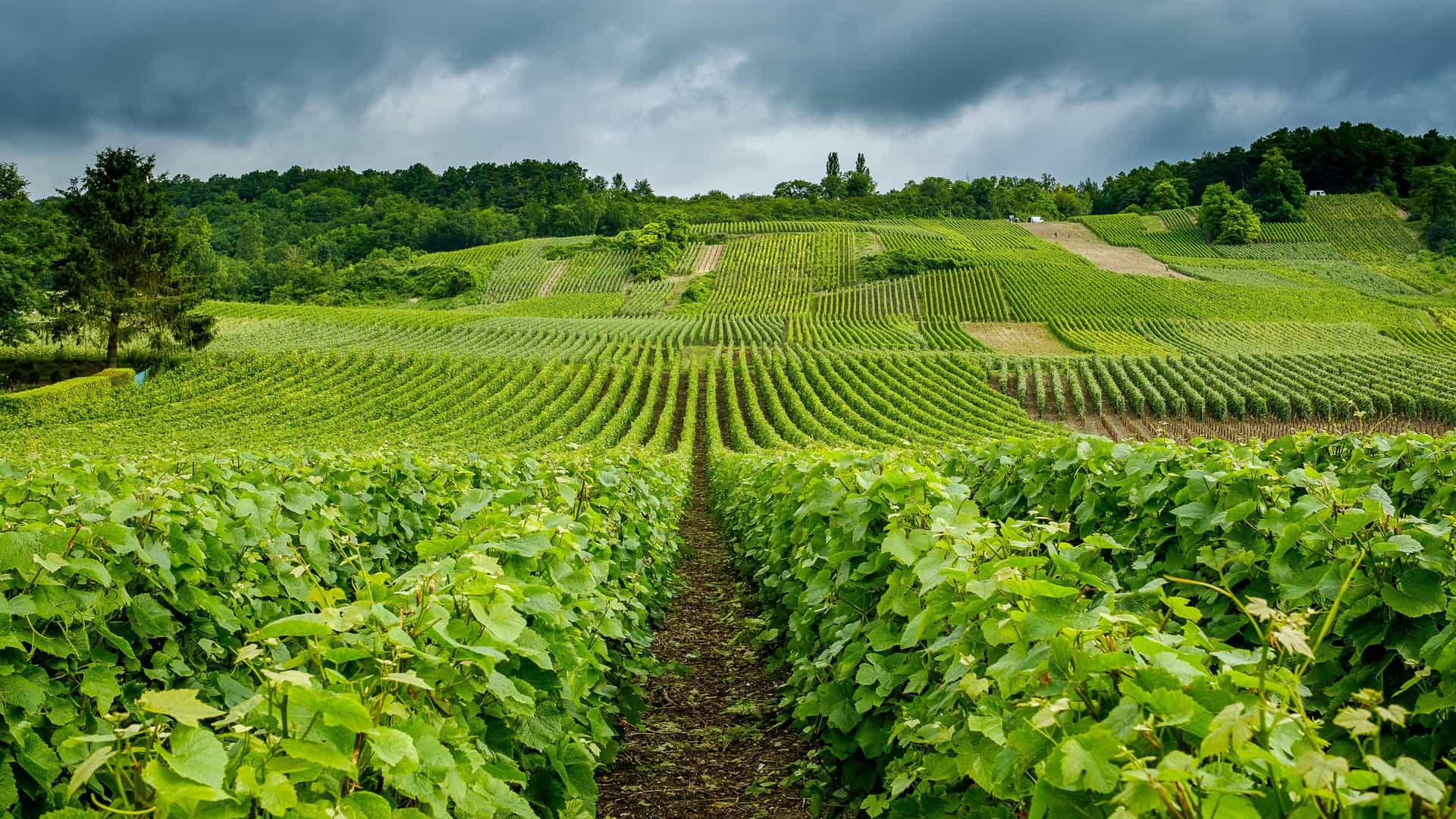 A vibrant green vineyard in Hautvillers, France, with rows of vines stretching up a rolling hill under a dramatic, cloudy sky, perfect for wine production.