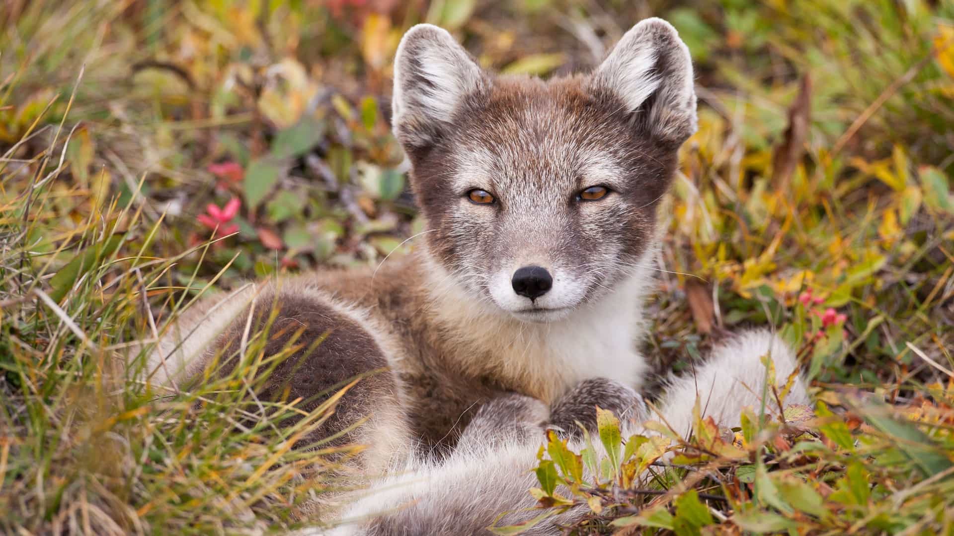 A close-up of a fluffy, gray and white Arctic fox resting in a bed of green and red grass on Herschel Island, Yukon, Canada.