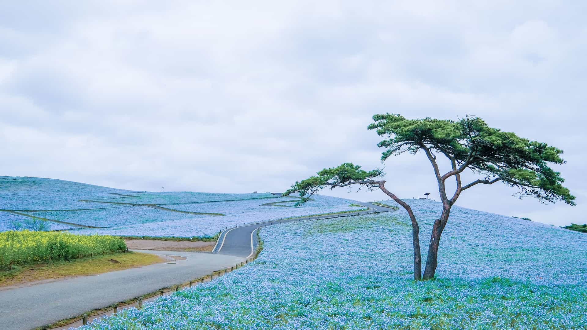 A stunning landscape in Hitachinaka, Japan, featuring a hill covered in a vibrant field of blue flowers, with a winding path and a solitary tree in the foreground.