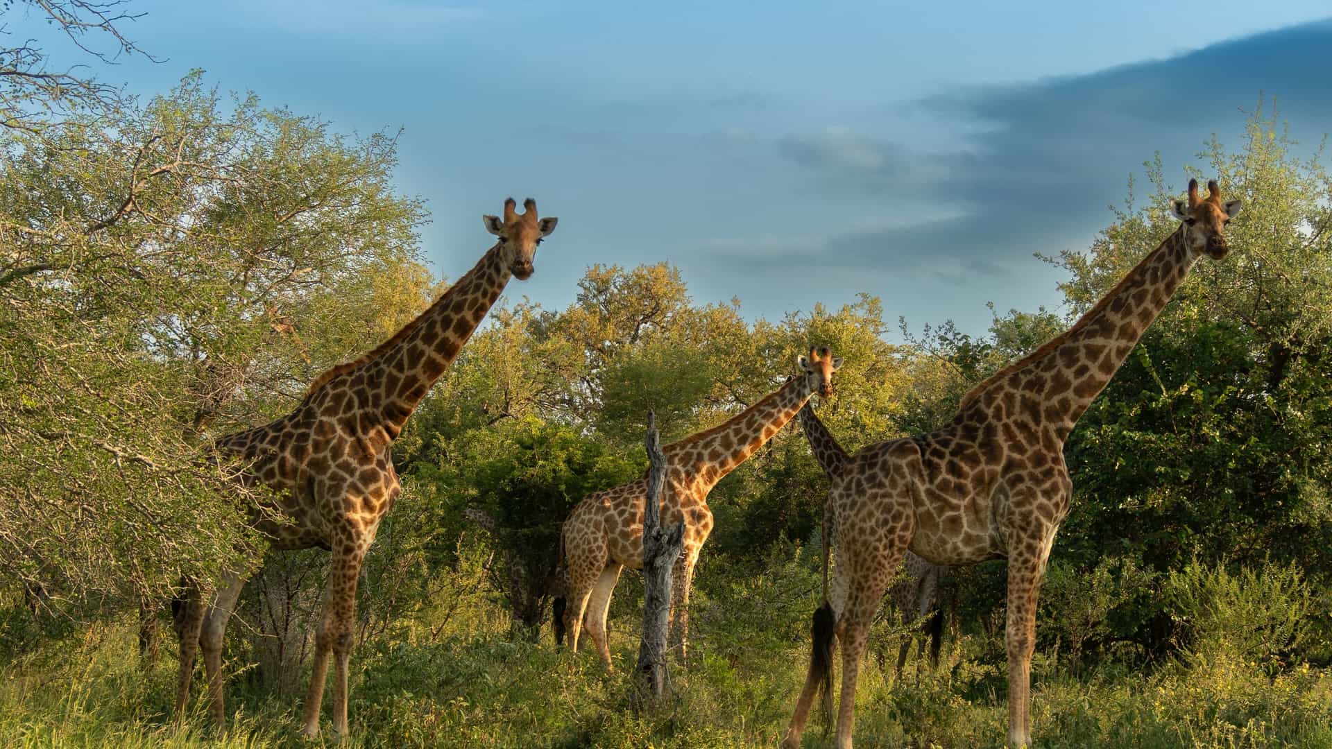 A stunning eye-level, wide-angle shot of a group of three adult giraffes standing amidst the dense green acacia bushes of the South African savanna, with a dramatic cloudy blue sky in the background.
